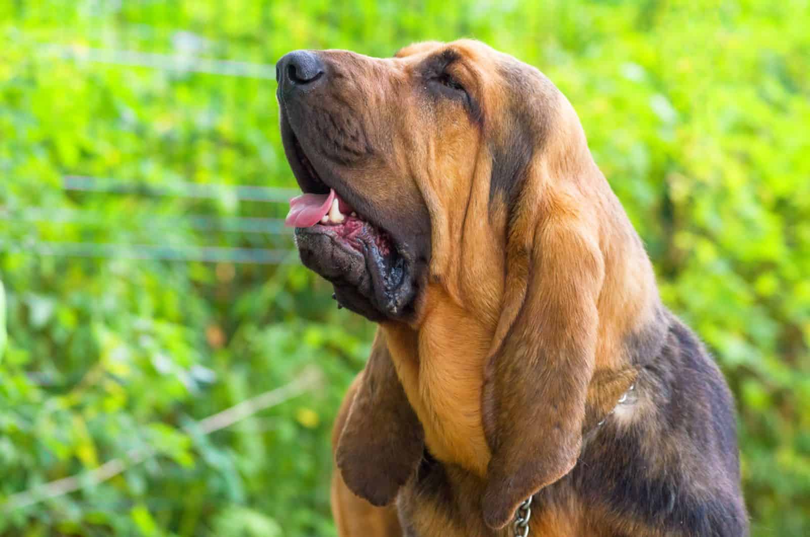 perro bloodhound en el jardín