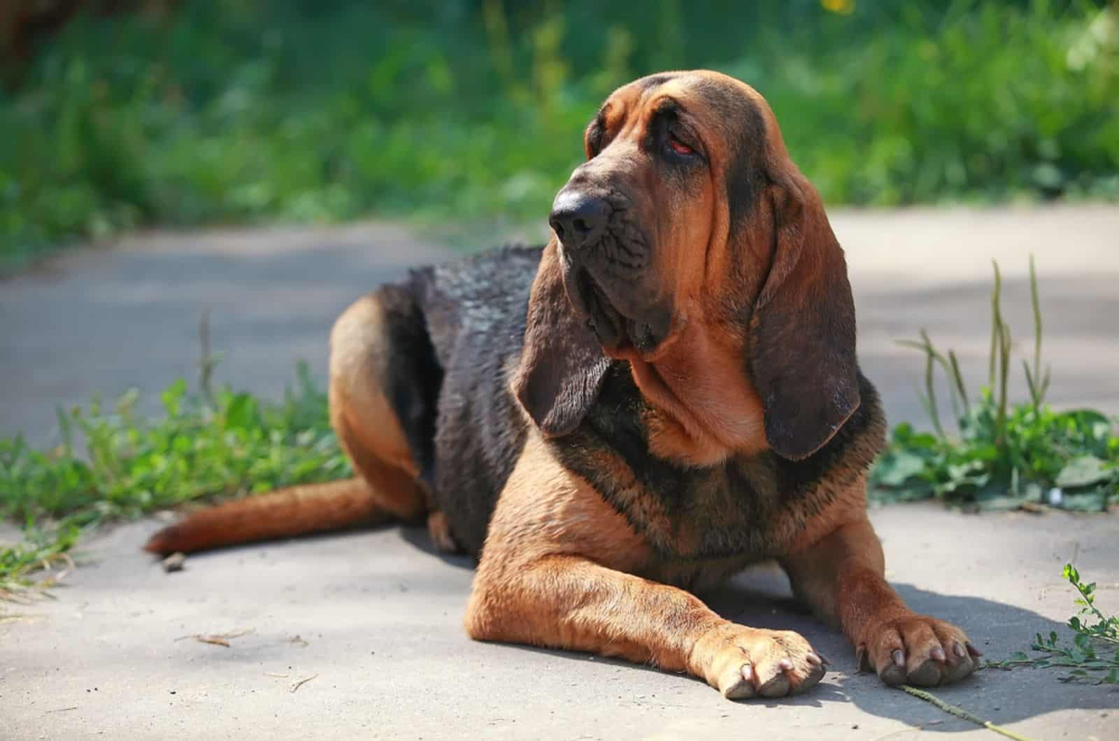 bloodhound acostado en el suelo