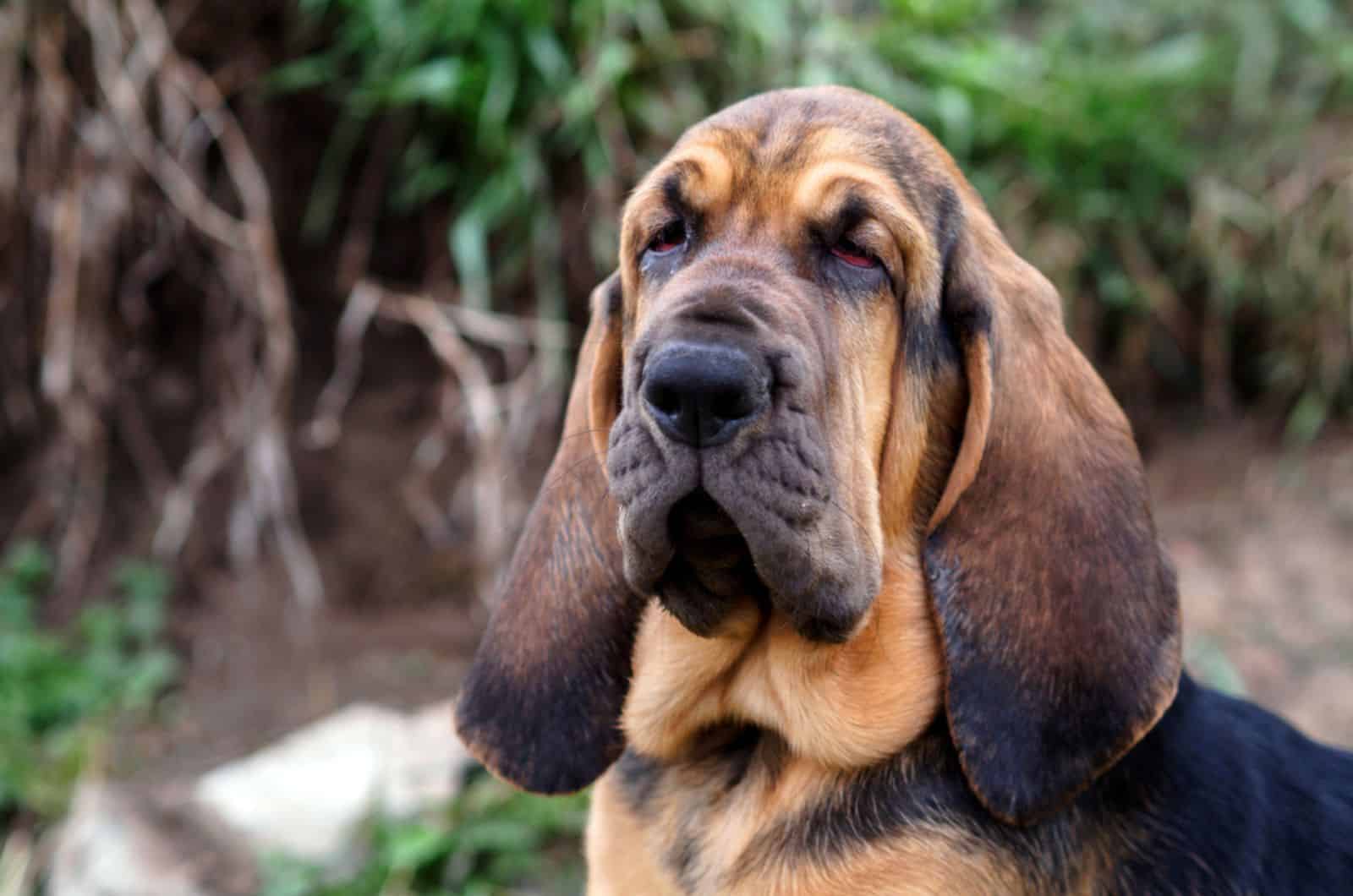 perro bloodhound en el jardín