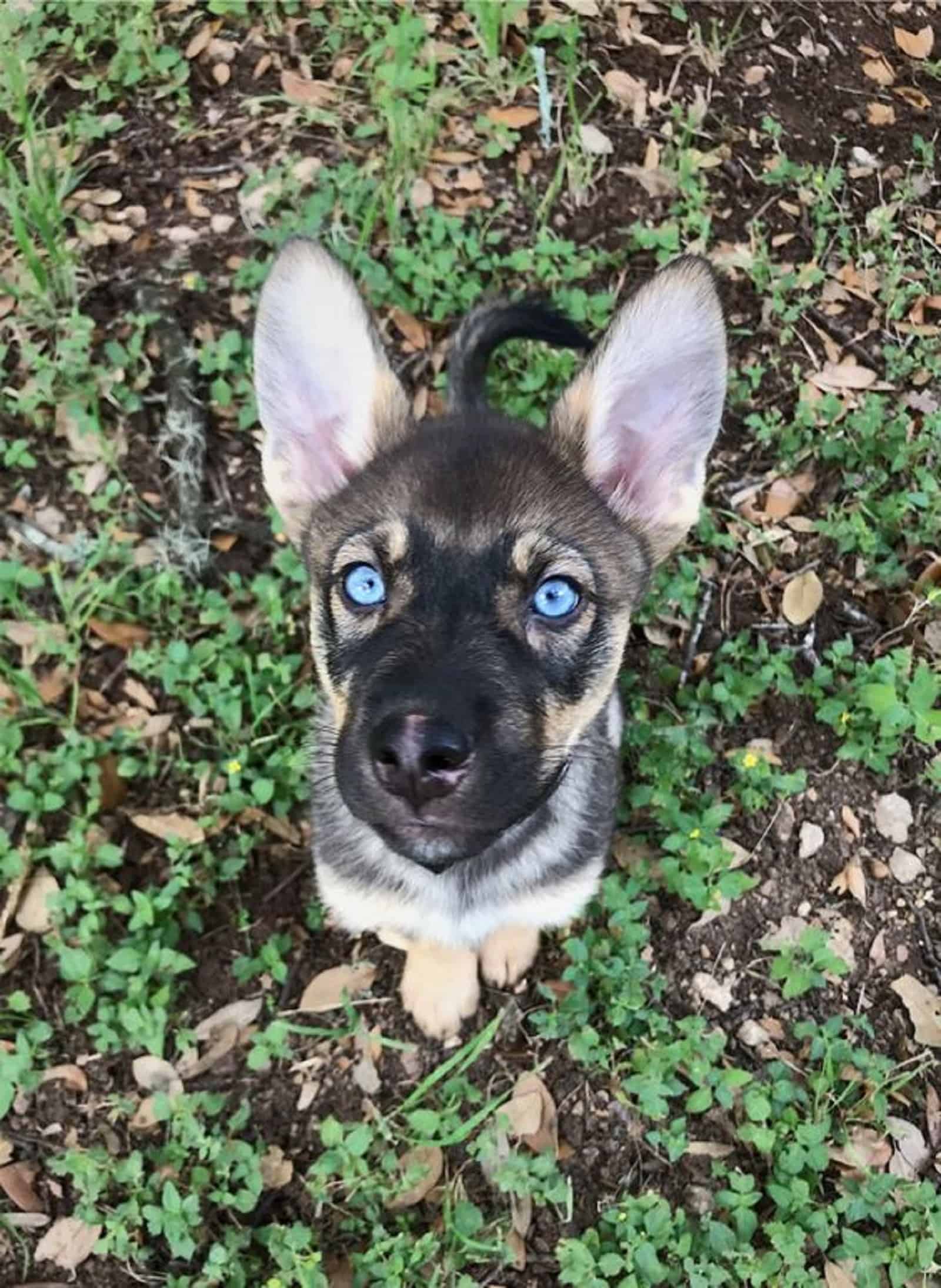 cachorro de pastor alemán de ojos azules sentado en el suelo y mirando a la cámara
