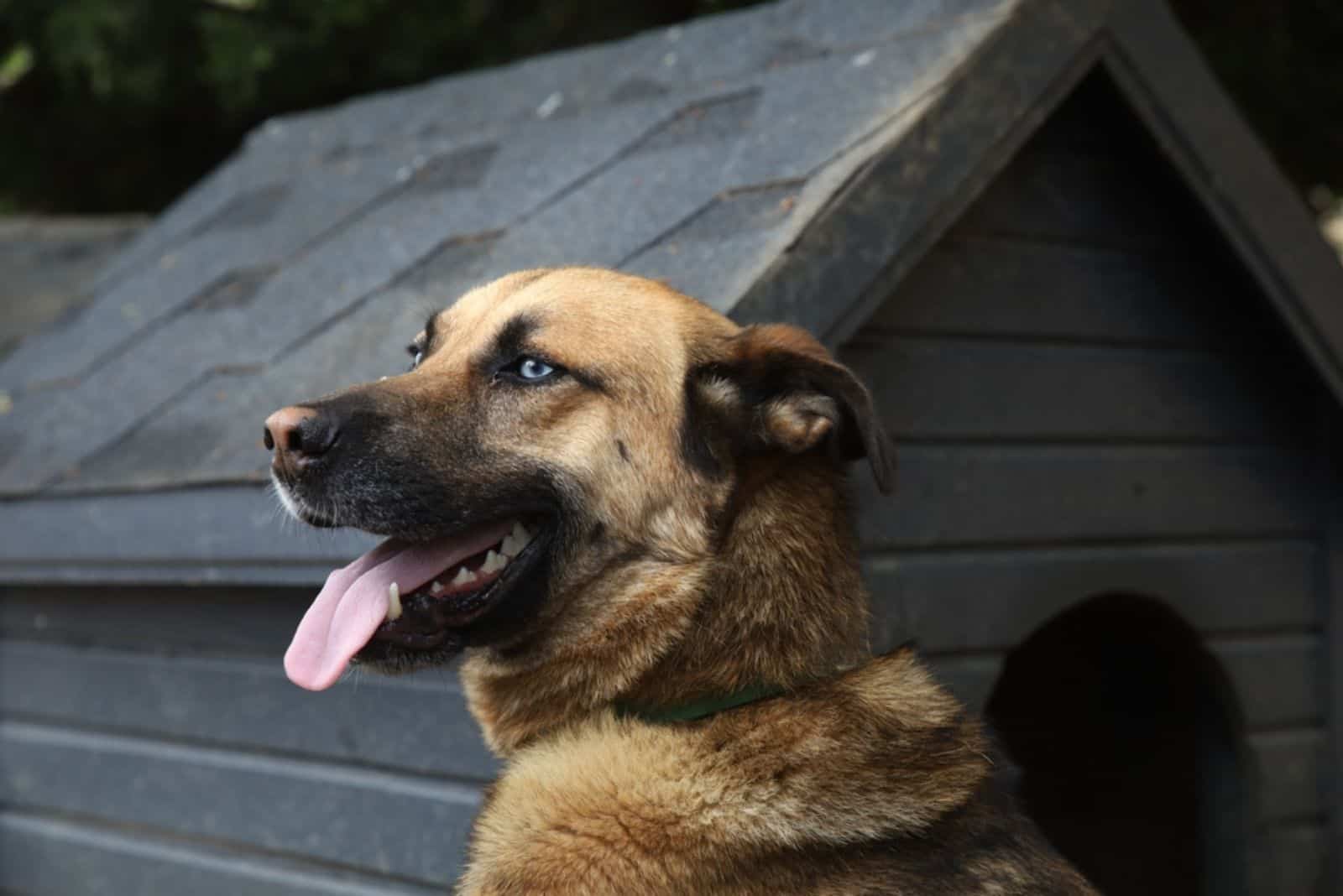 perro pastor alemán de ojos azules sentado al lado de su casa