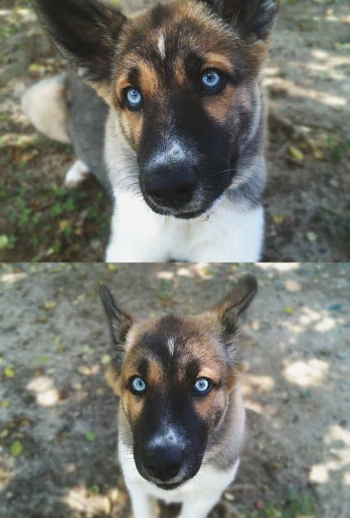 perro pastor alemán de ojos azules mirando a la cámara