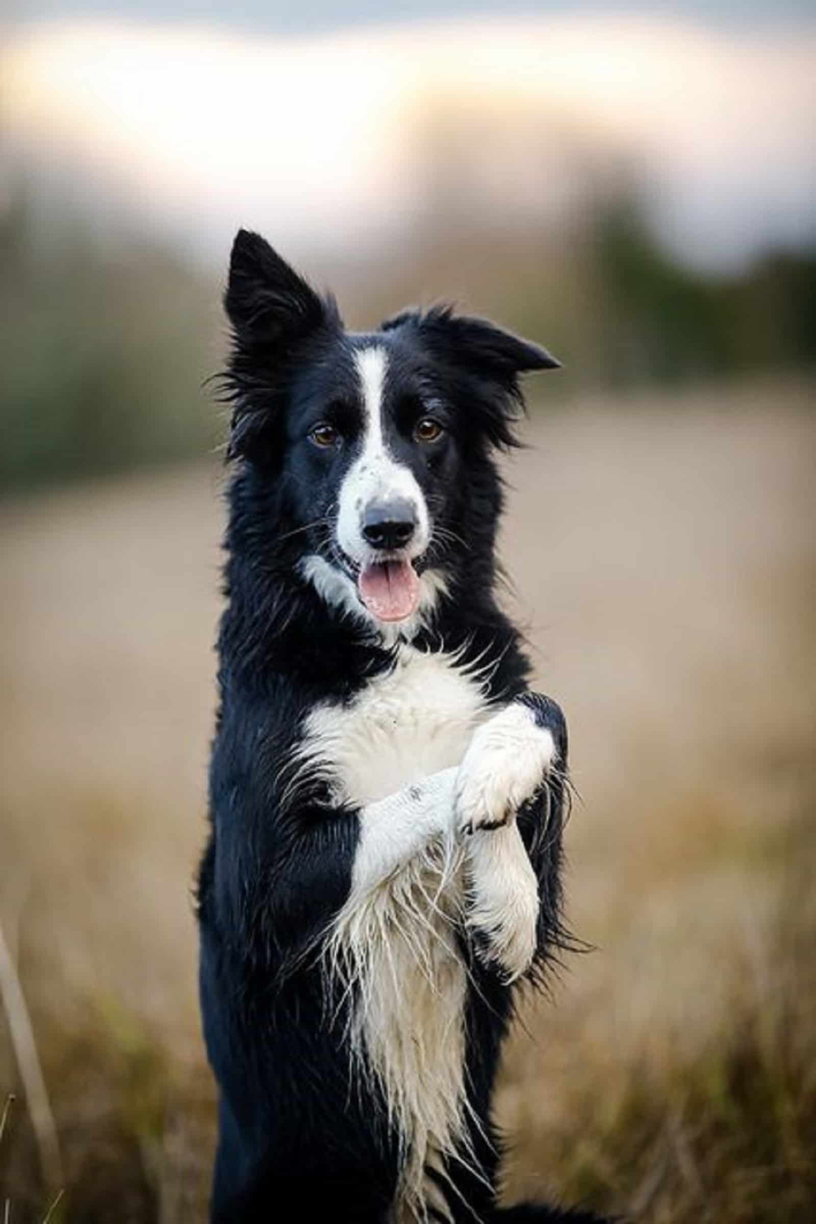 border collie jugando al aire libre