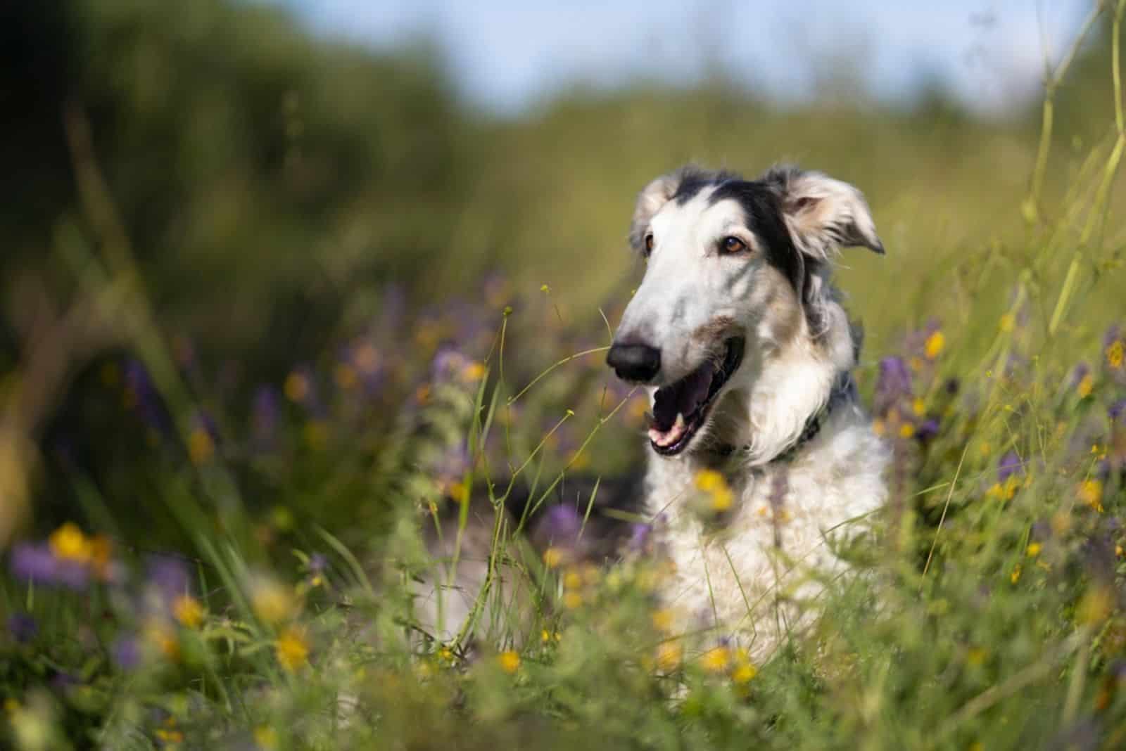 borzoi en un prado
