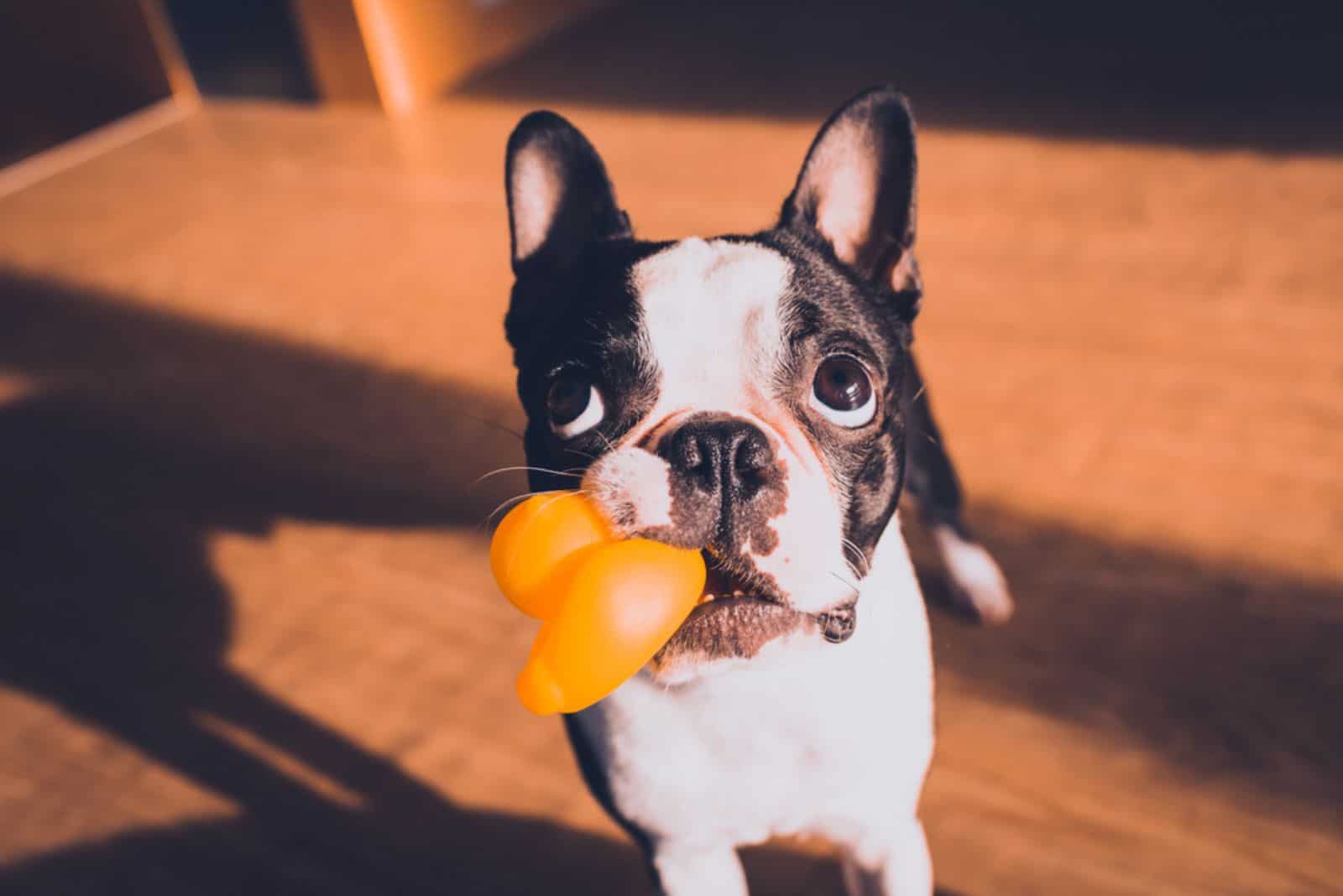 boston terrier con un juguete en la boca