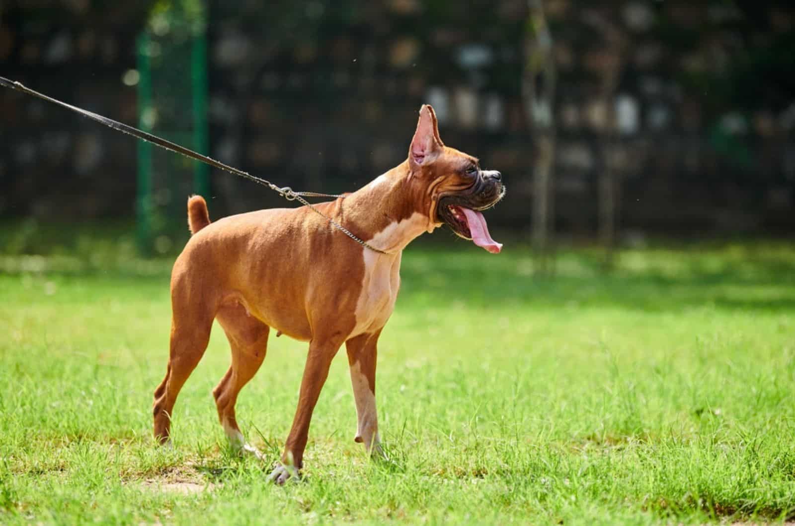 perro bóxer con correa caminando en el parque
