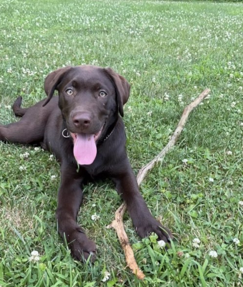 perro marrón al aire libre
