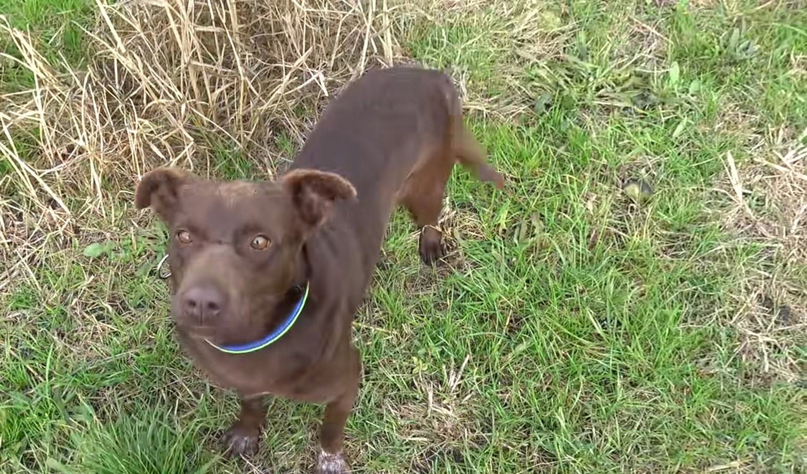 perro marrón de pie sobre la hierba