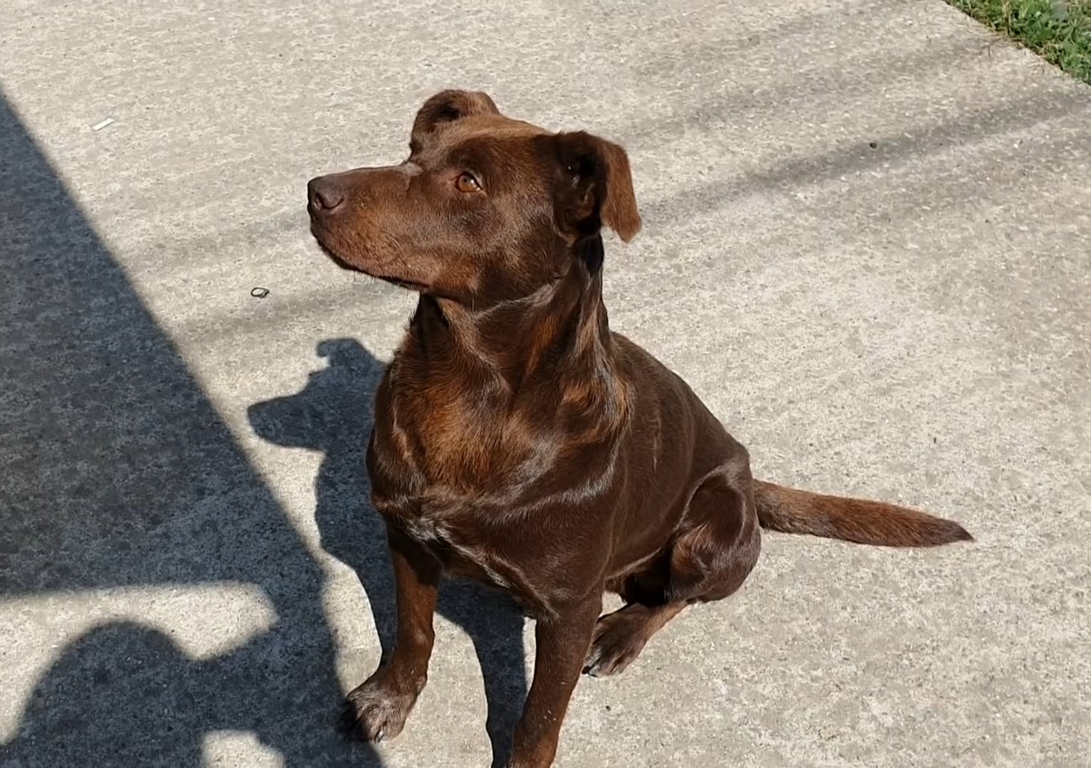 perro marrón tomando el sol