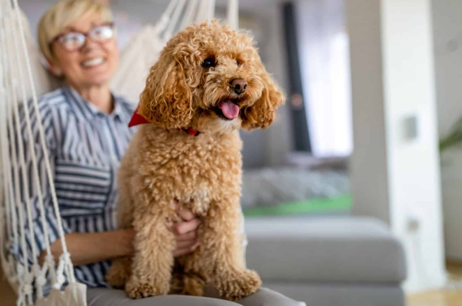 poodle marrón con su dueño en casa
