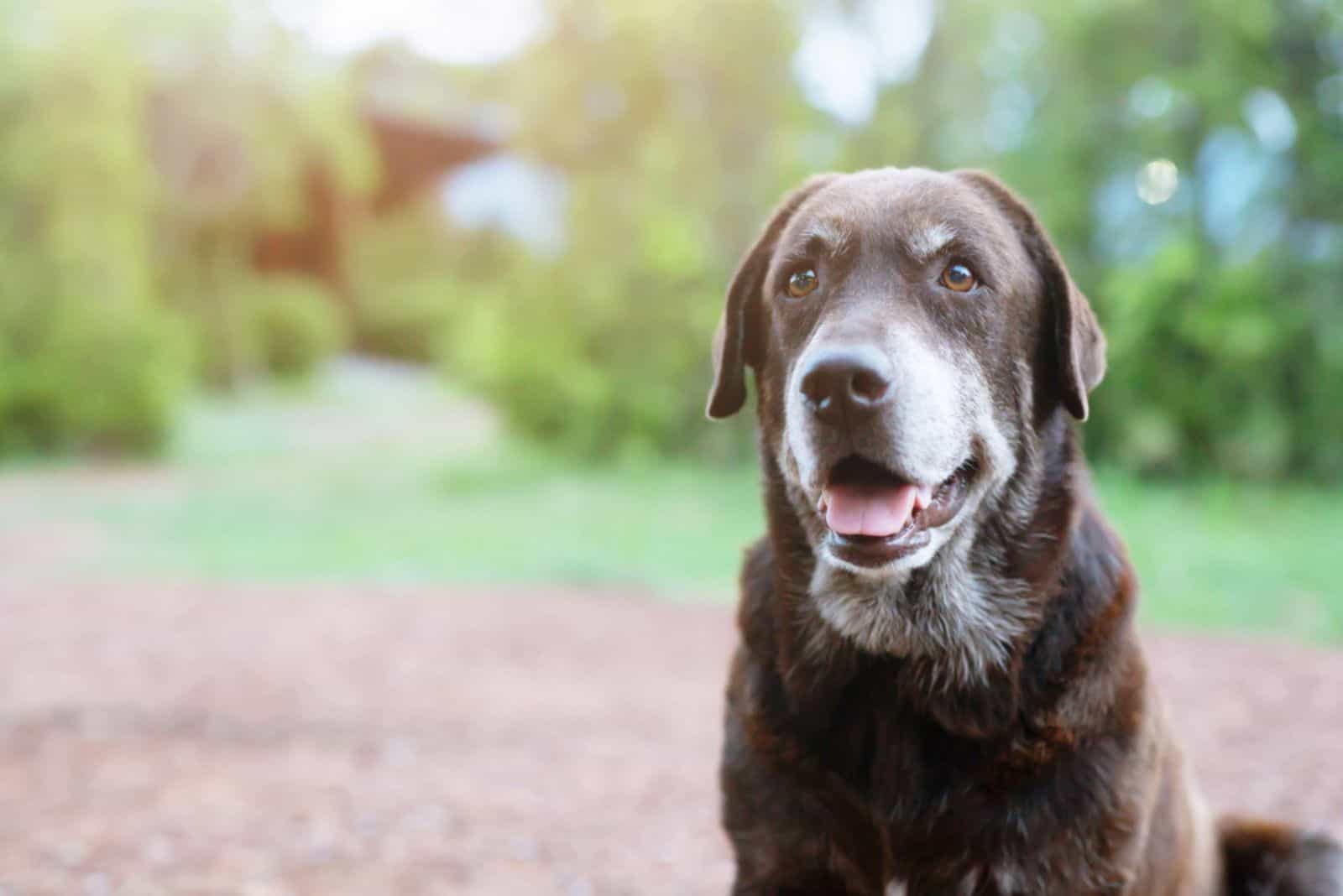 perro mayor marrón sentado en la naturaleza