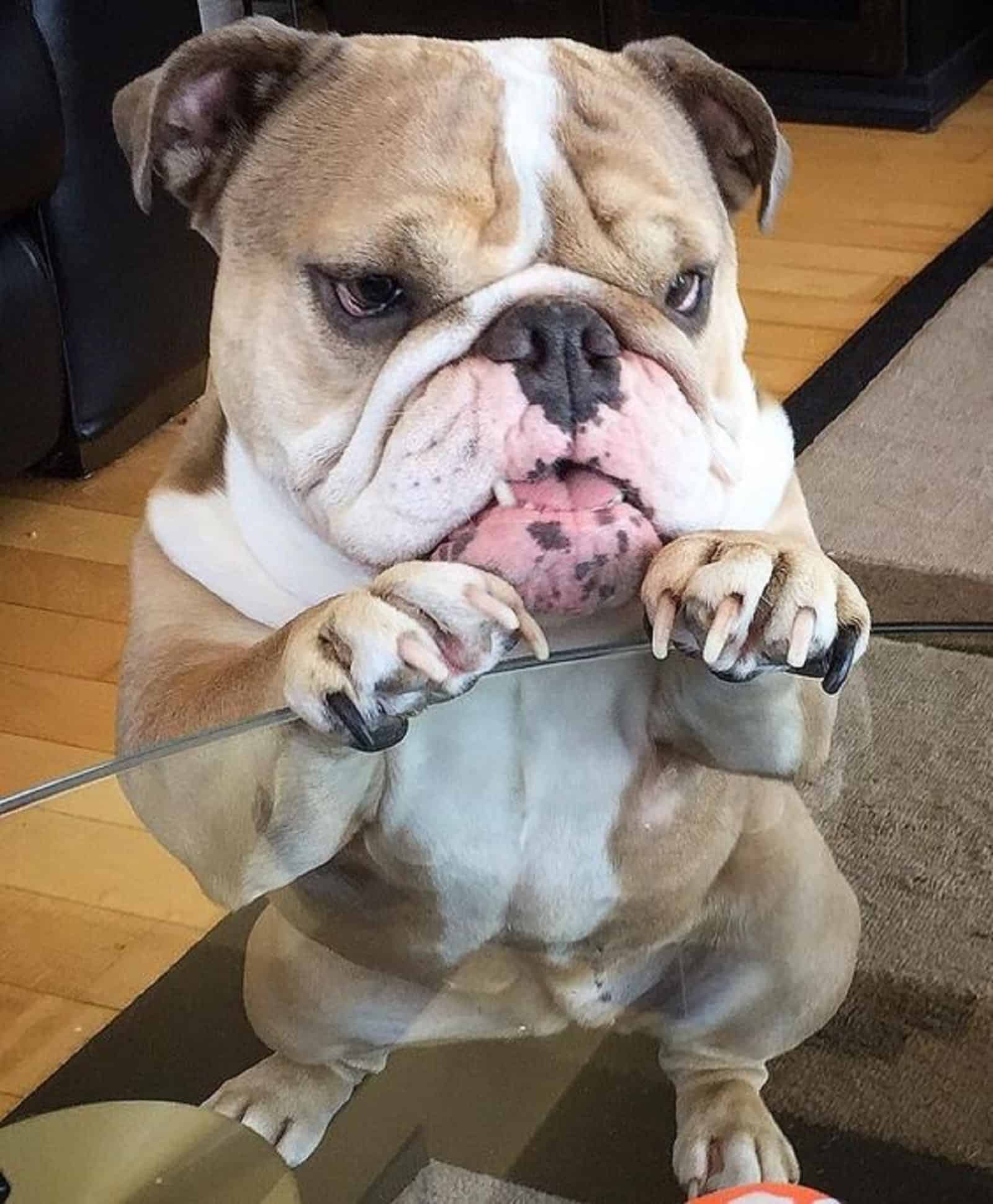 bulldog apoyado en mesa de café