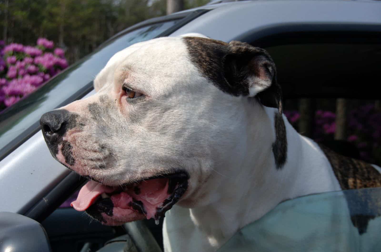 bulldog babeando en el coche