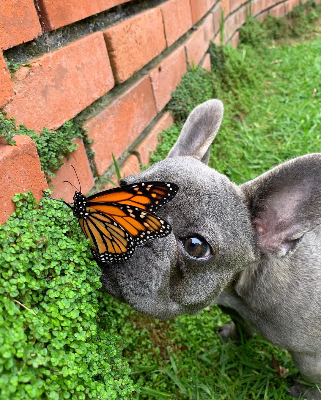 mariposa en el rostro de un perro