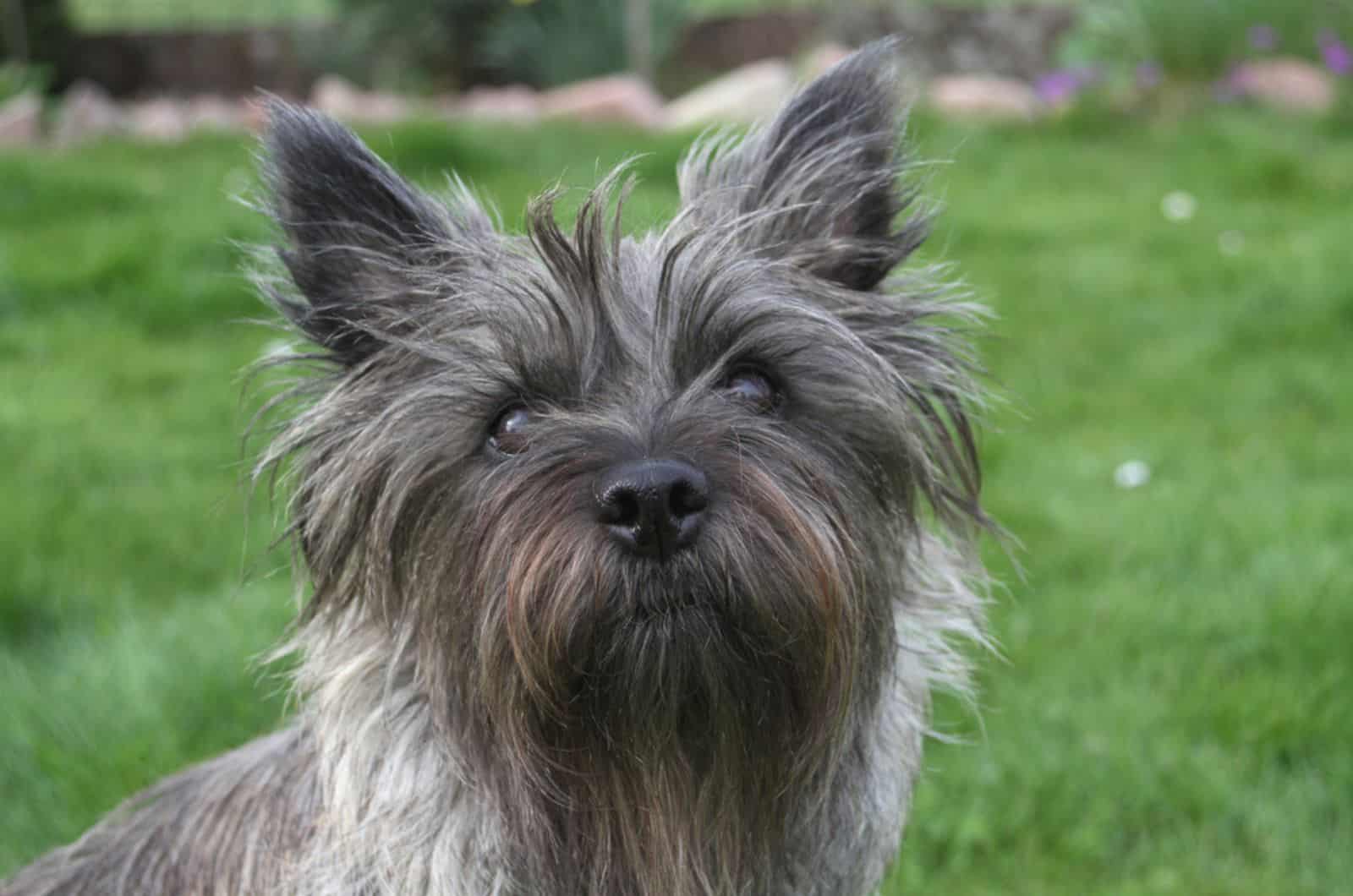 cairn terrier en el parque