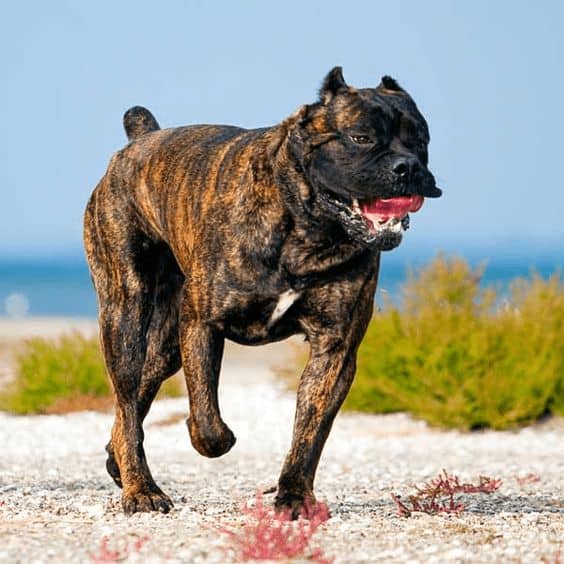 cane corso corriendo