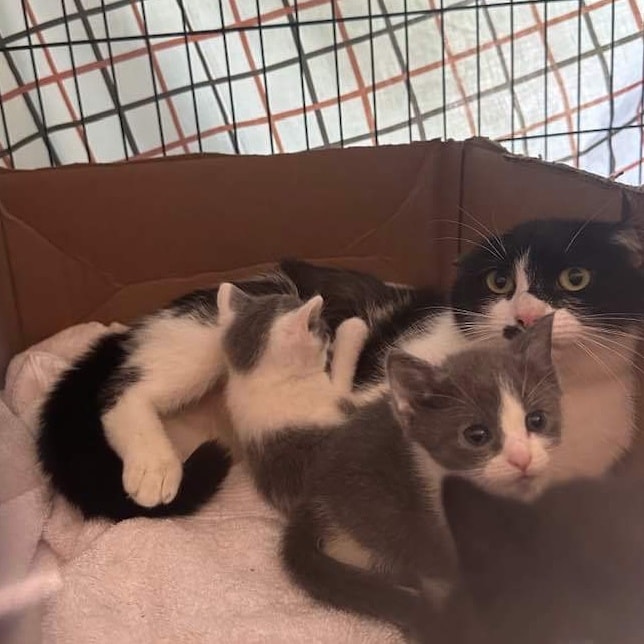 gata y gatitos acostados en una caja