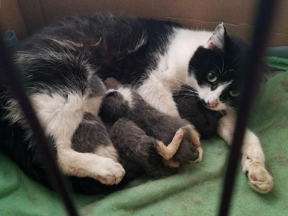 gata amamantando a sus gatitos