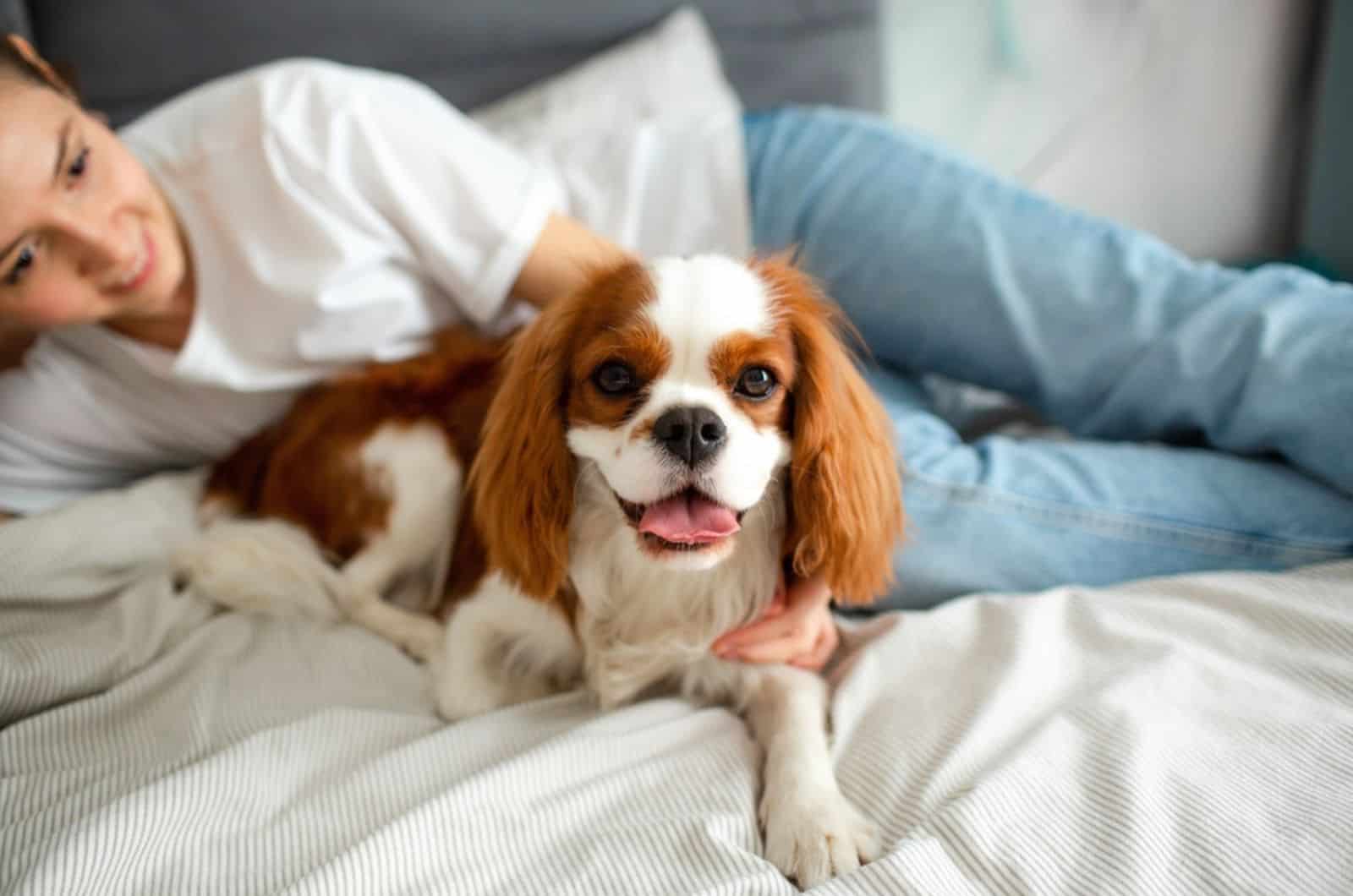perro cavalier king charles spaniel acostado en la cama con su dueño