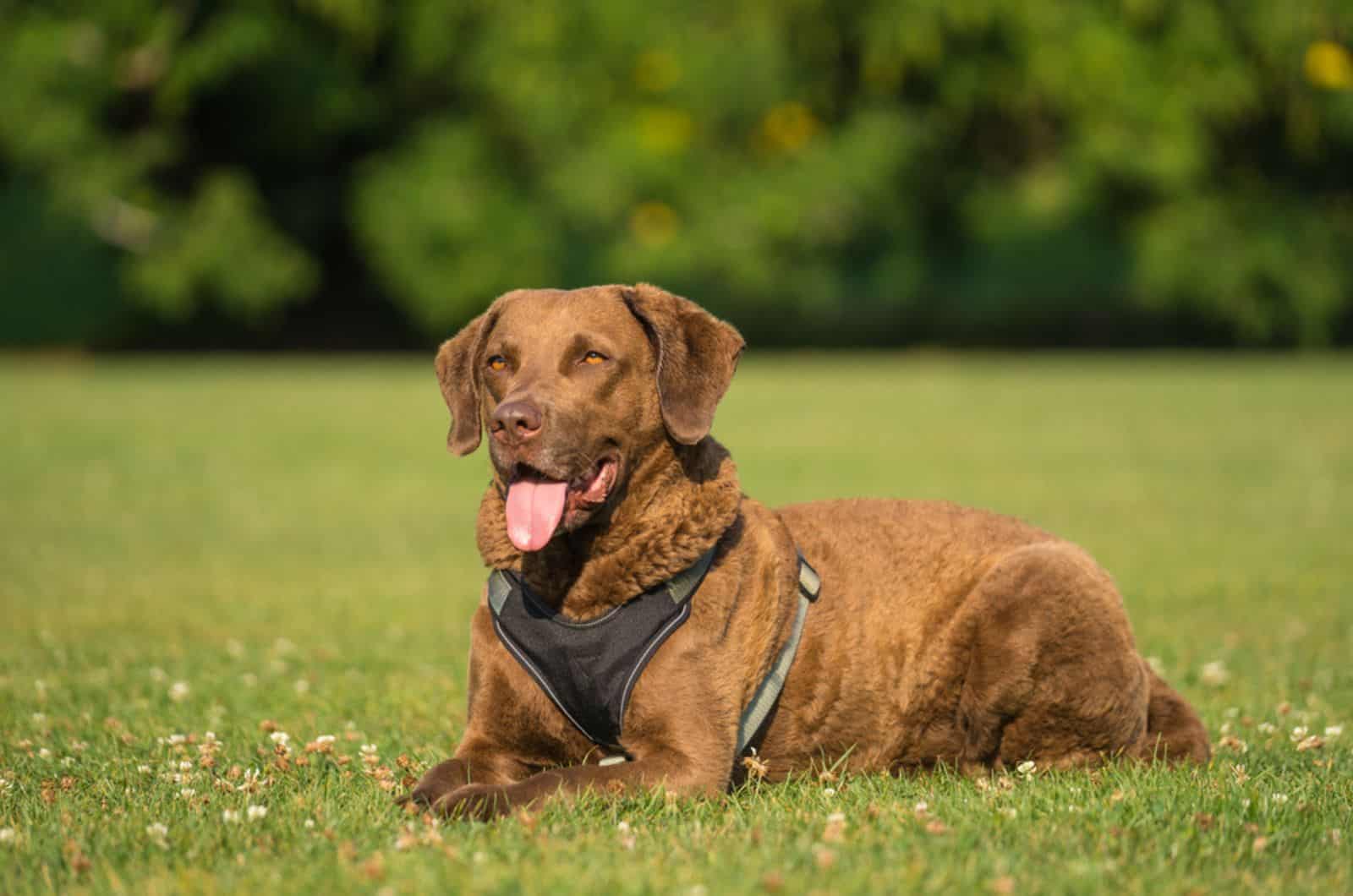 chesapeake bay retriever tumbado en el césped