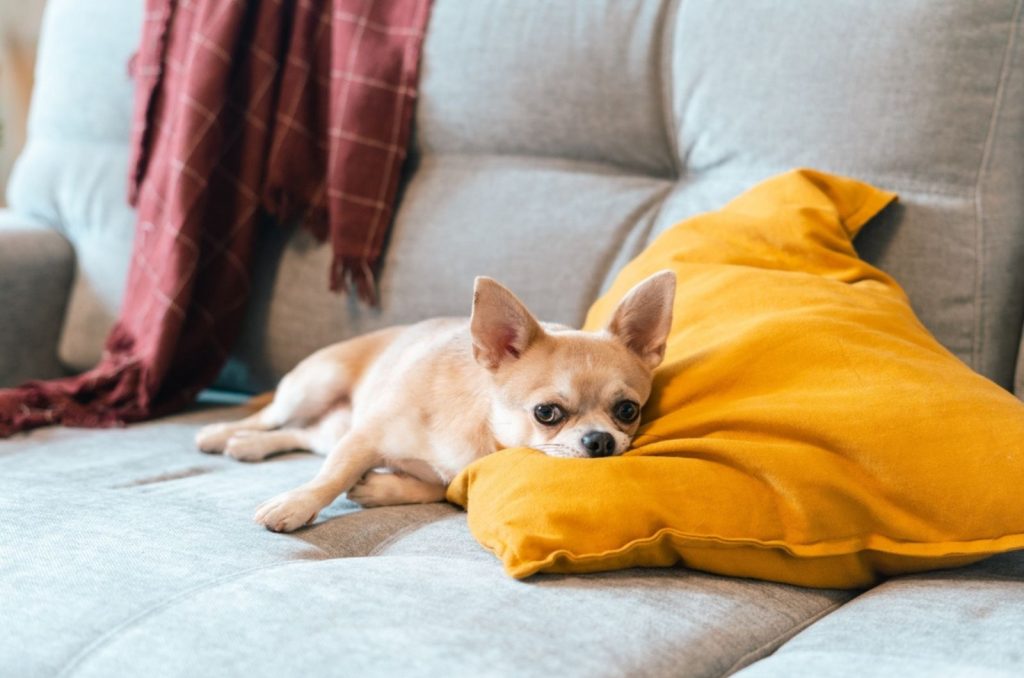 chihuahua acostado en el sofá