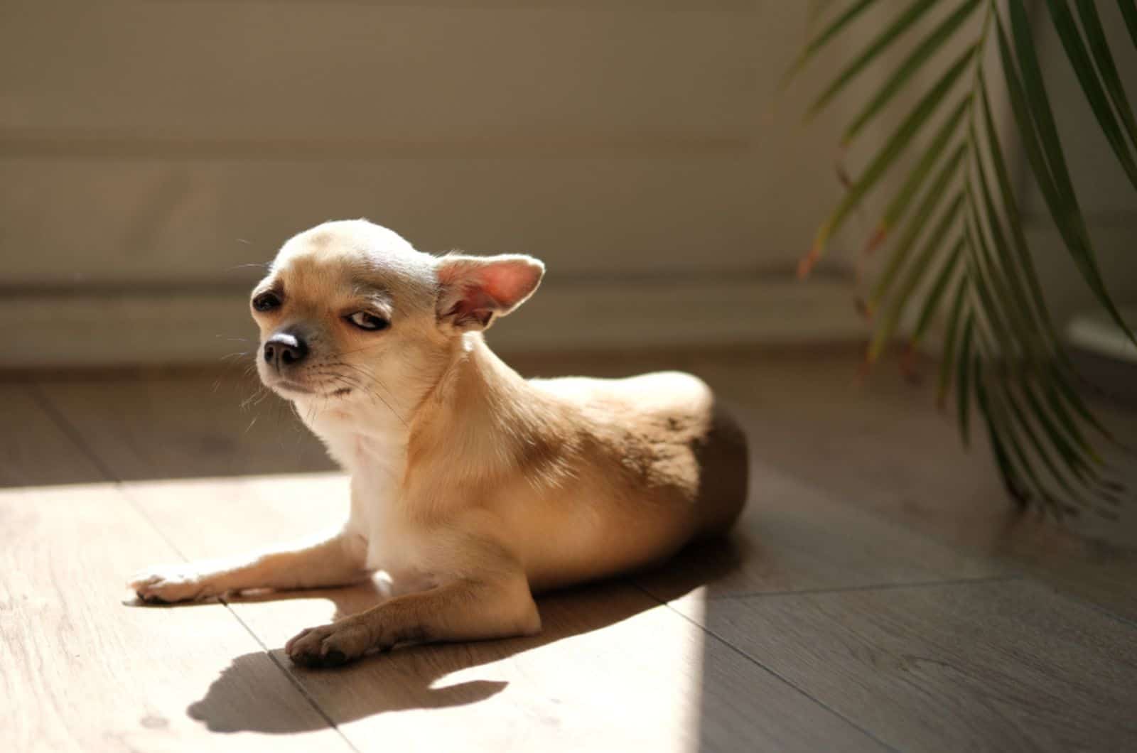 perro chihuahua tumbado en el suelo