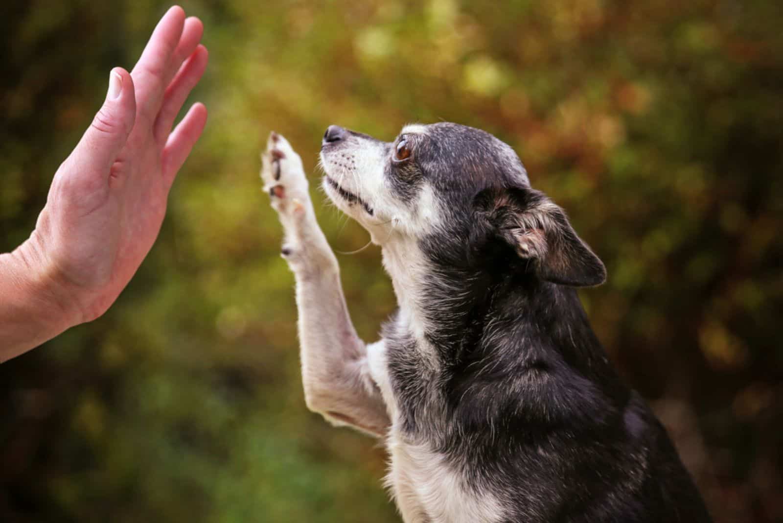 perro chihuahua dando la pata a su dueño