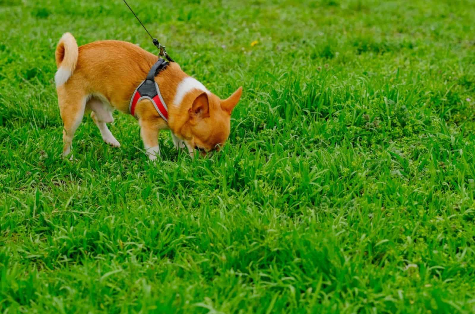 perro chihuahua olfateando el césped en el parque