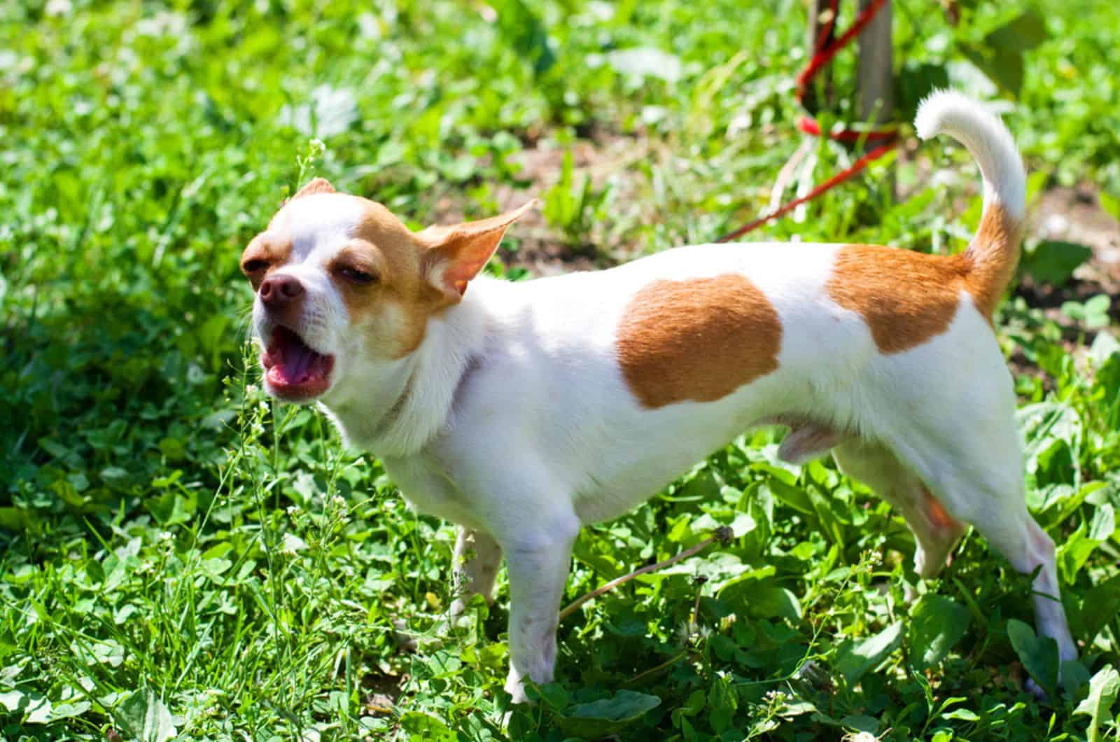 chihuahua ladrando