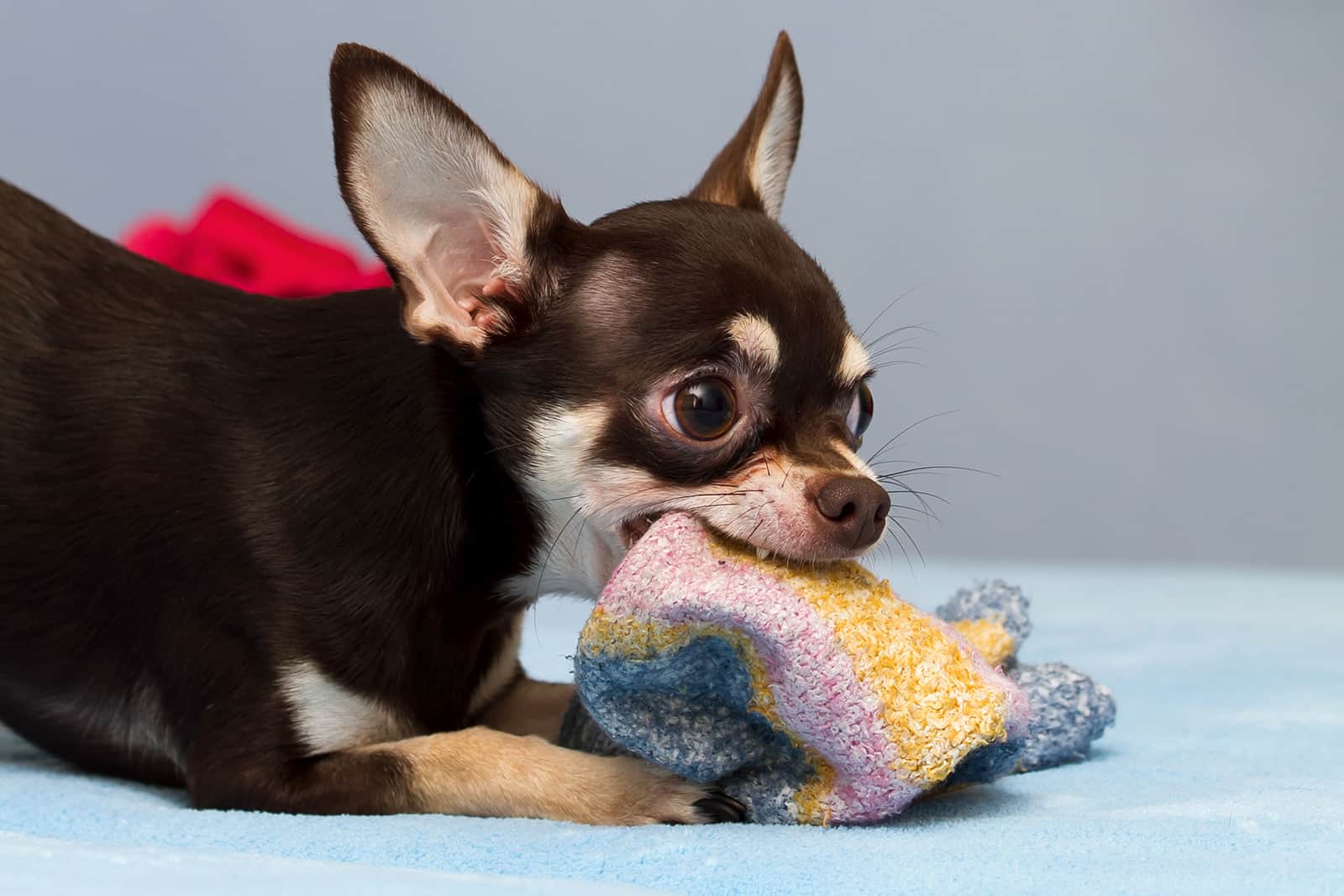 chihuahua jugando con calcetines en interiores