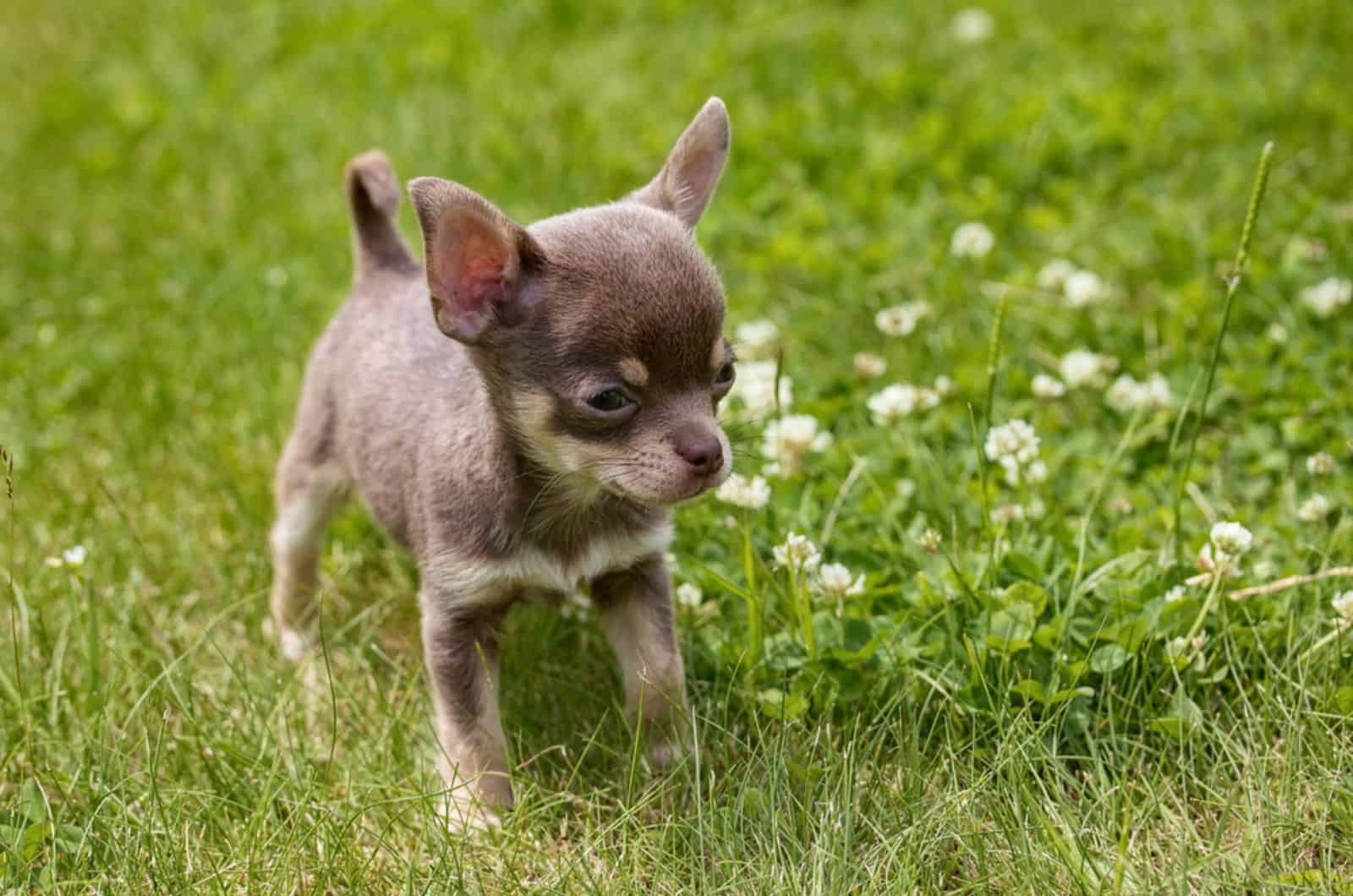 cachorro de chihuahua de pie en un prado