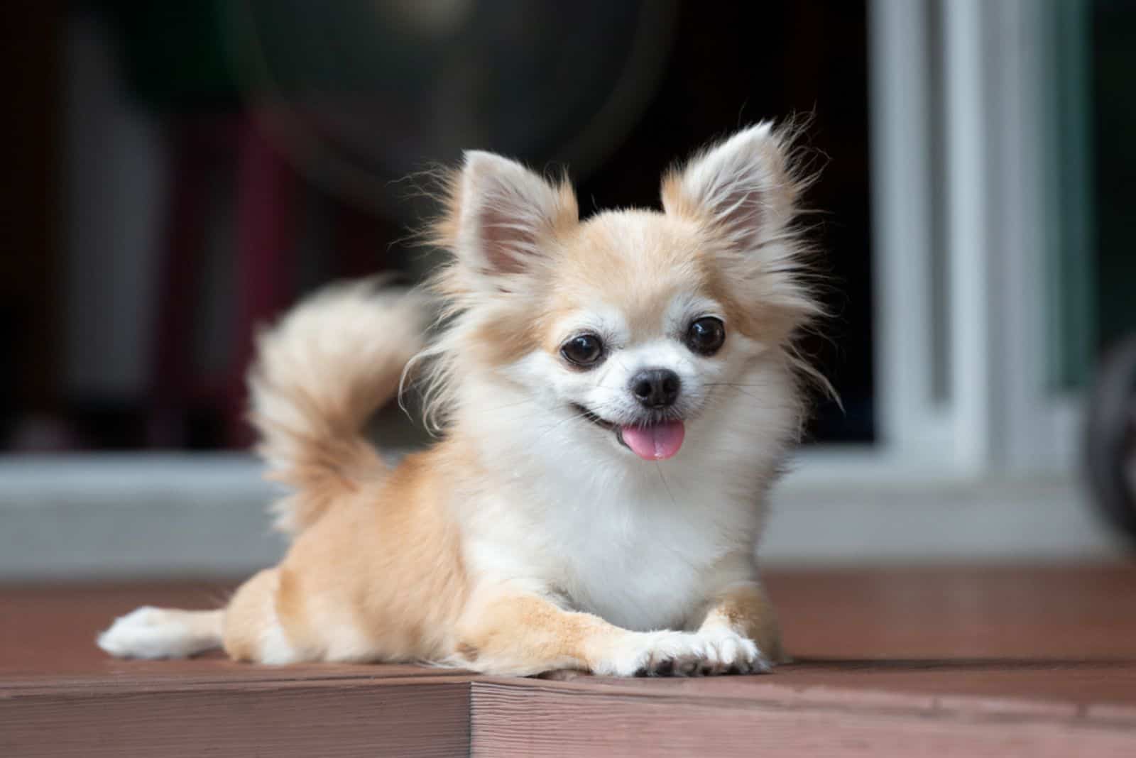 chihuahua sentado en el suelo