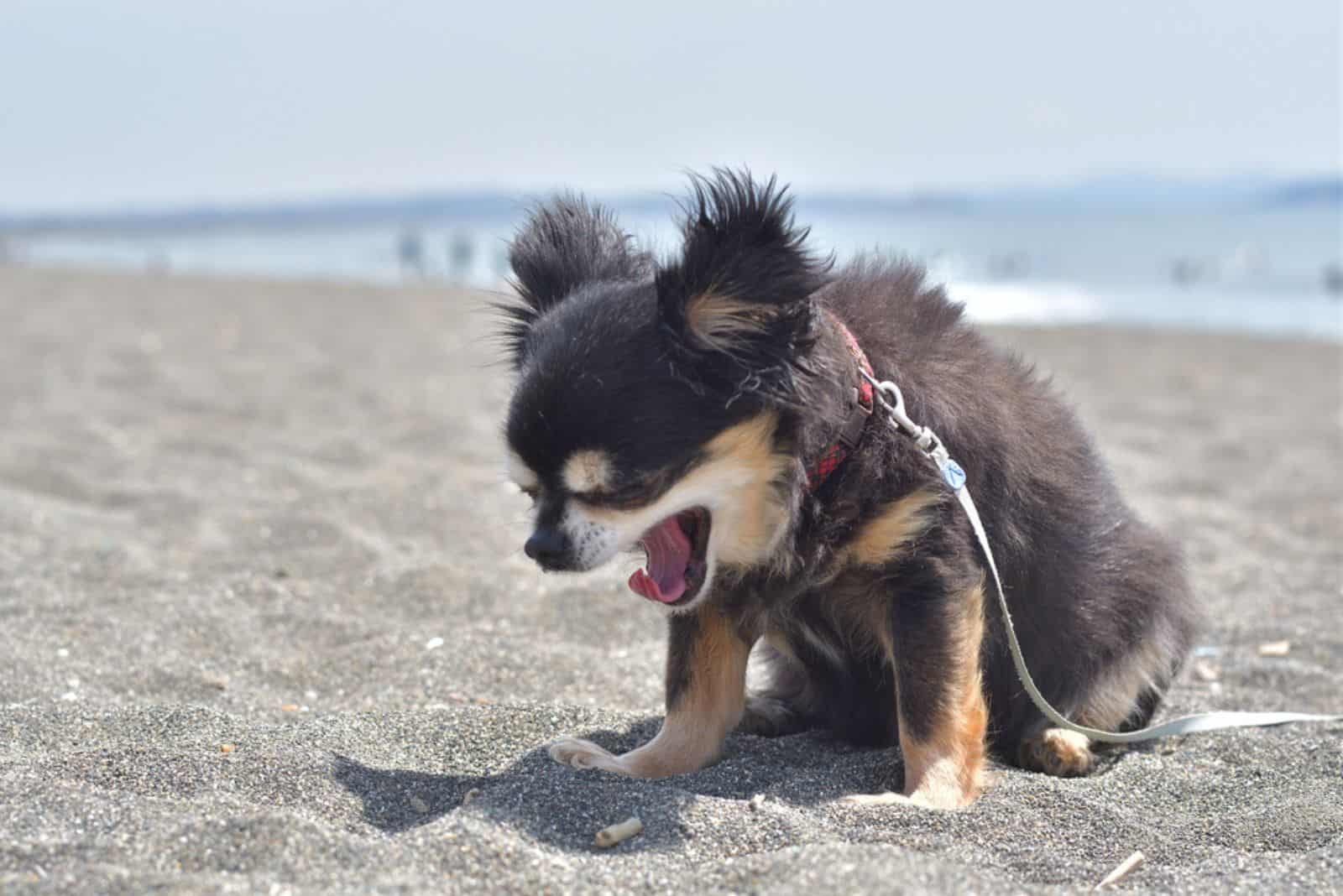 chihuahua estornudando en la playa arenosa