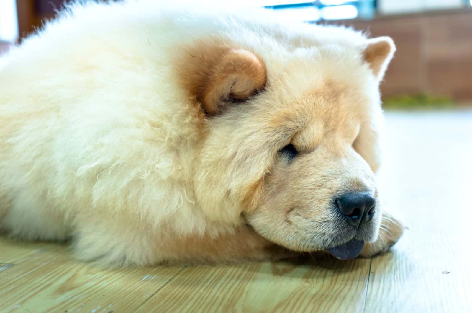 perro chow chow tumbado en el suelo