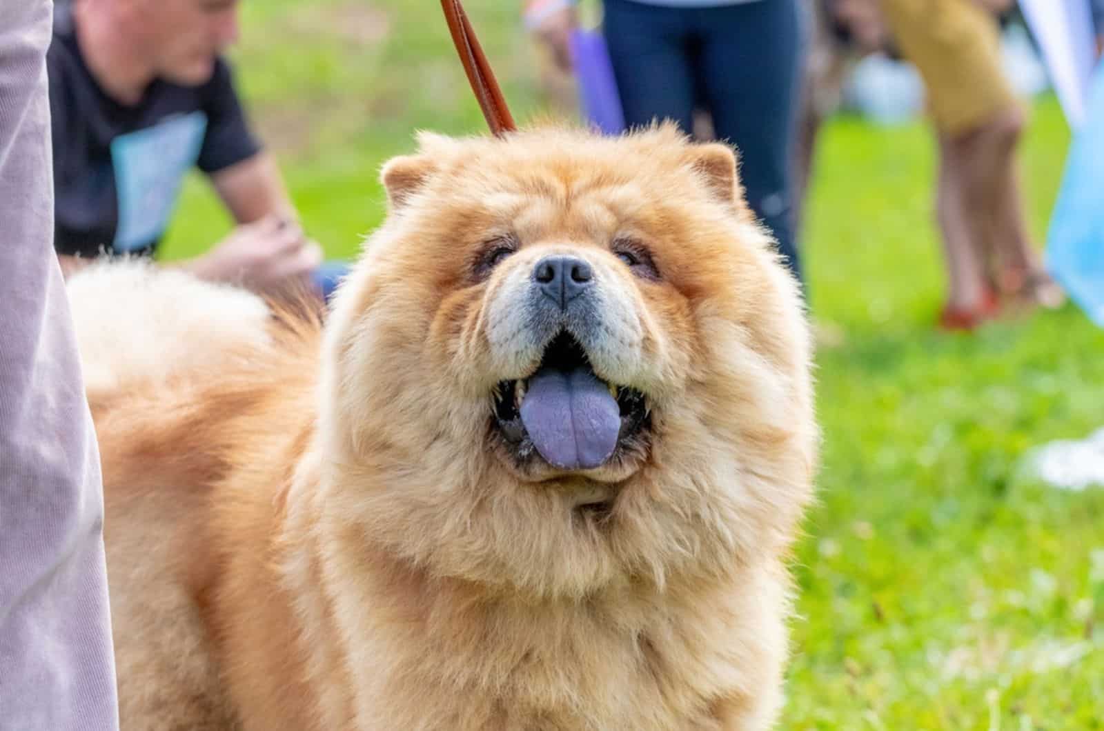 chow chow en el parque