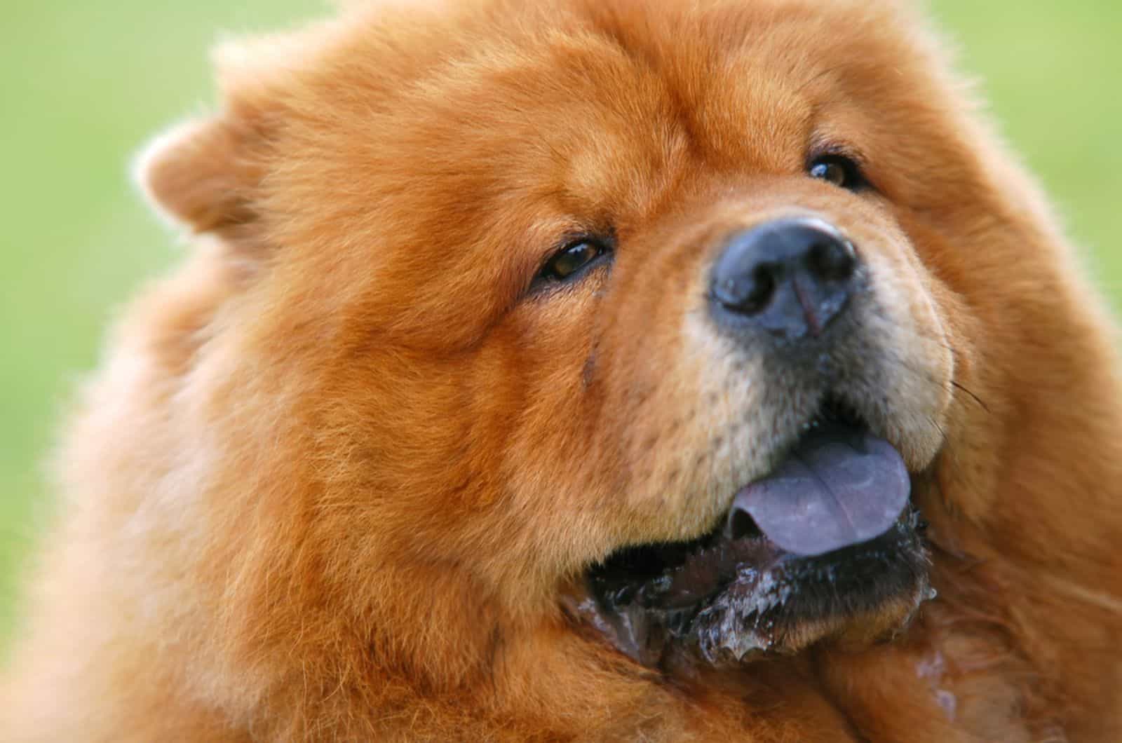perro chow chow babeando