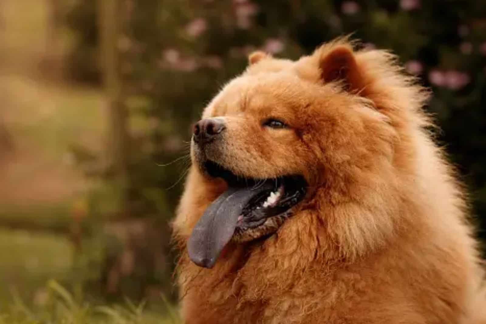 perro chow chow