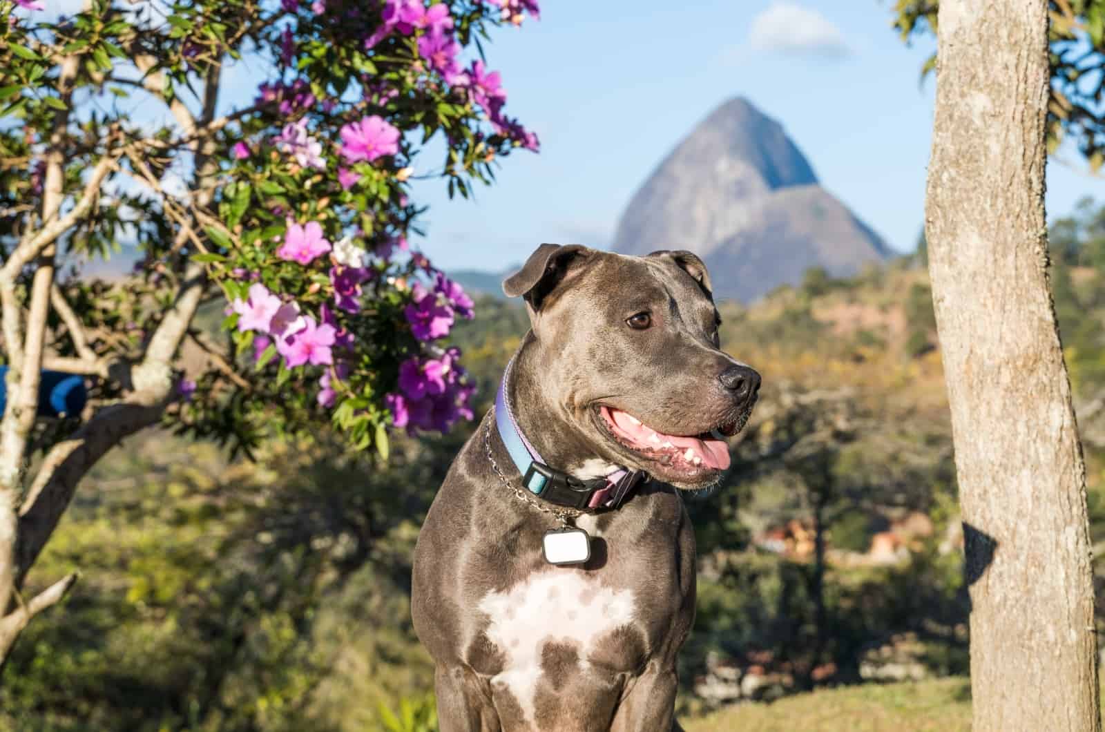 Toma cercana de Pitbull con collar