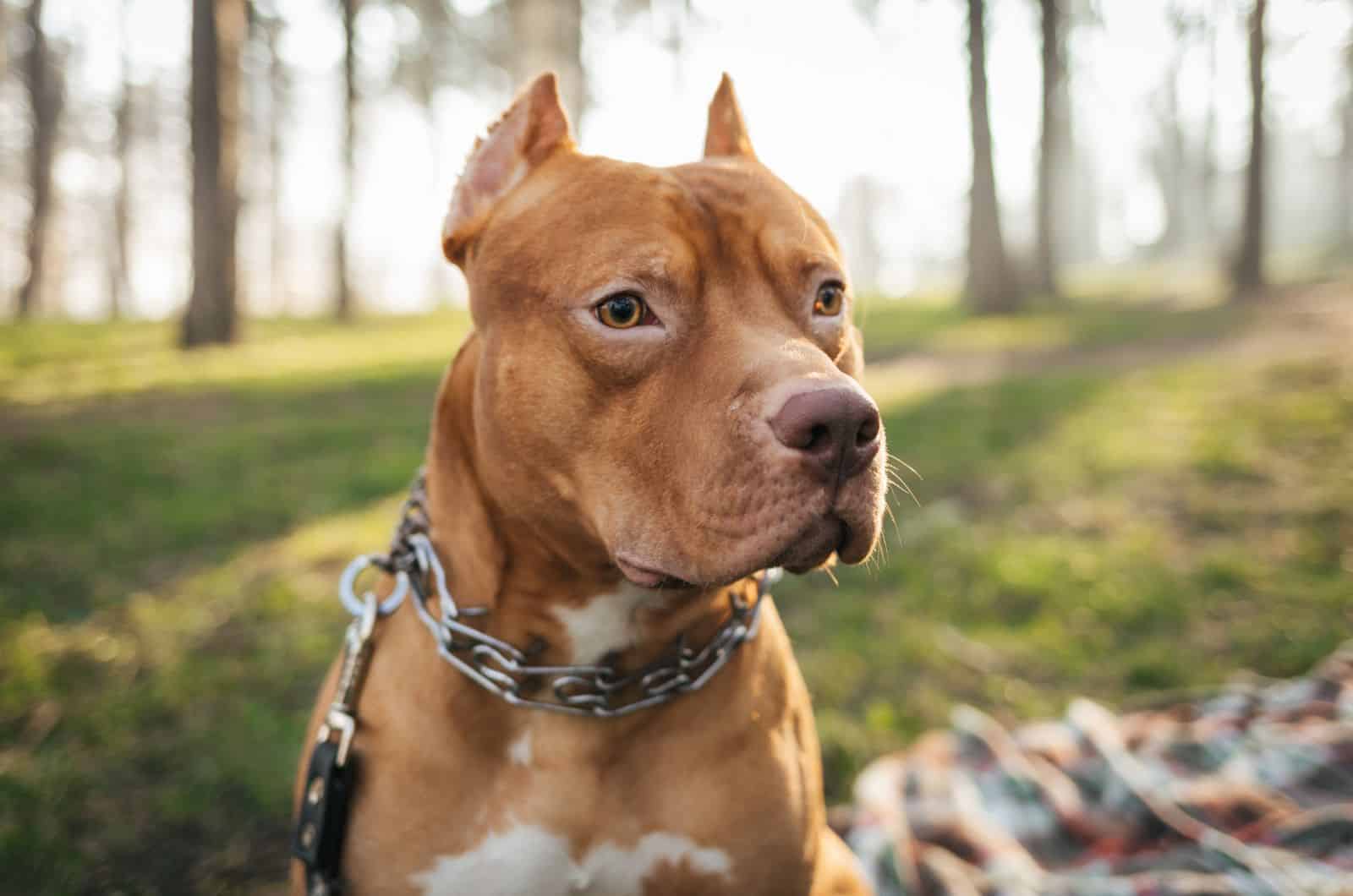 Toma cercana de Red Nose Pitbull