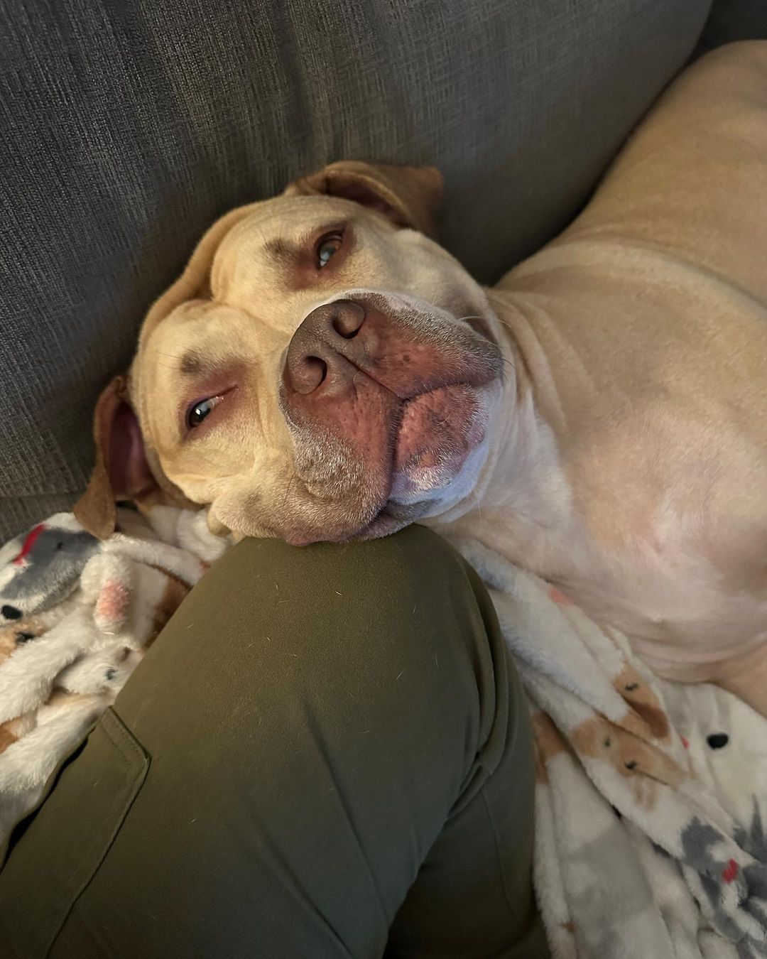 foto de cerca de un perro triste
