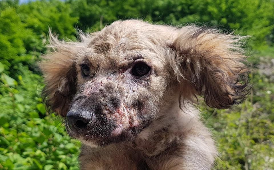 foto en primer plano de un perro abandonado