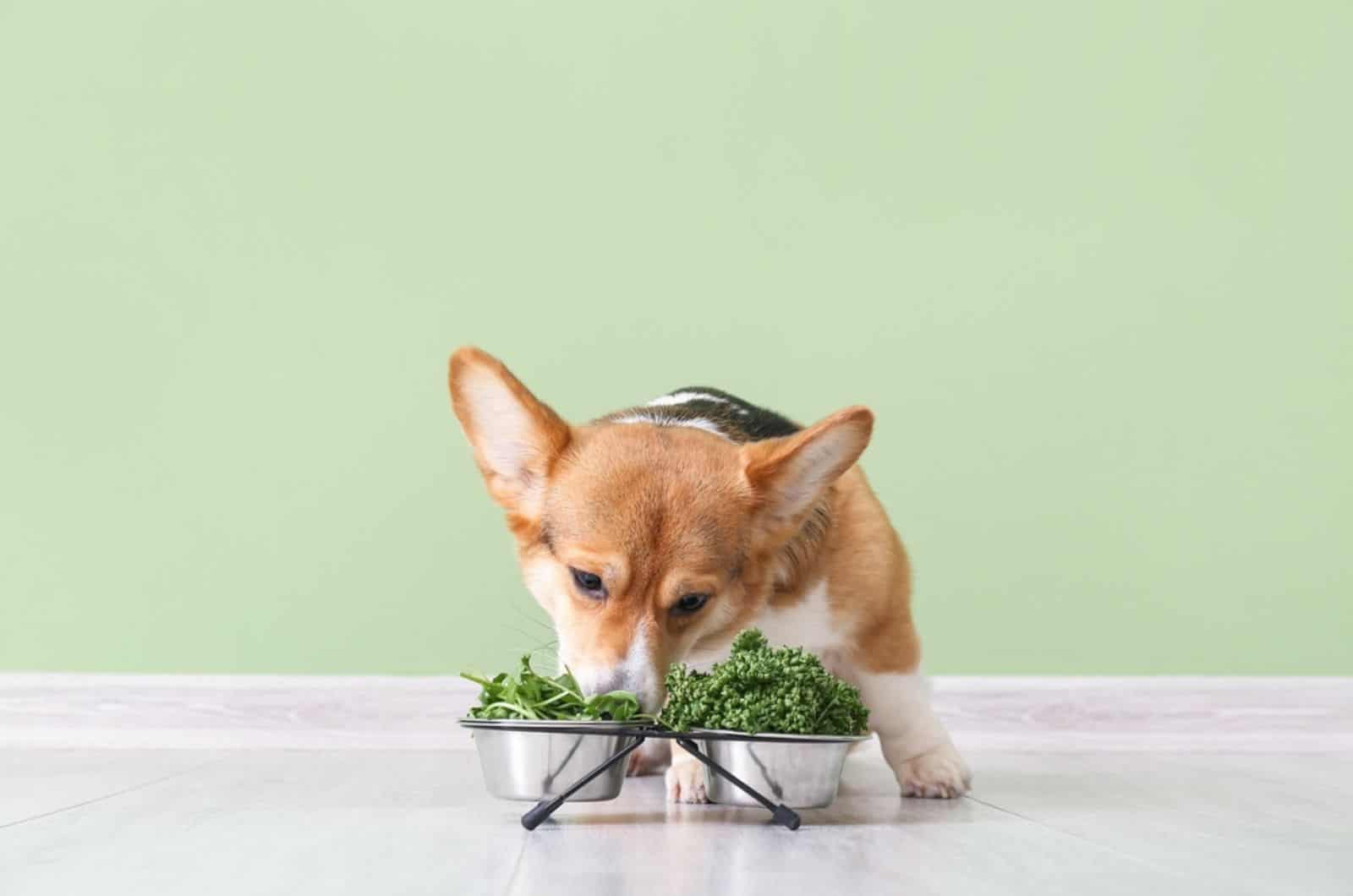 perro corgi comiendo hierbas y verduras