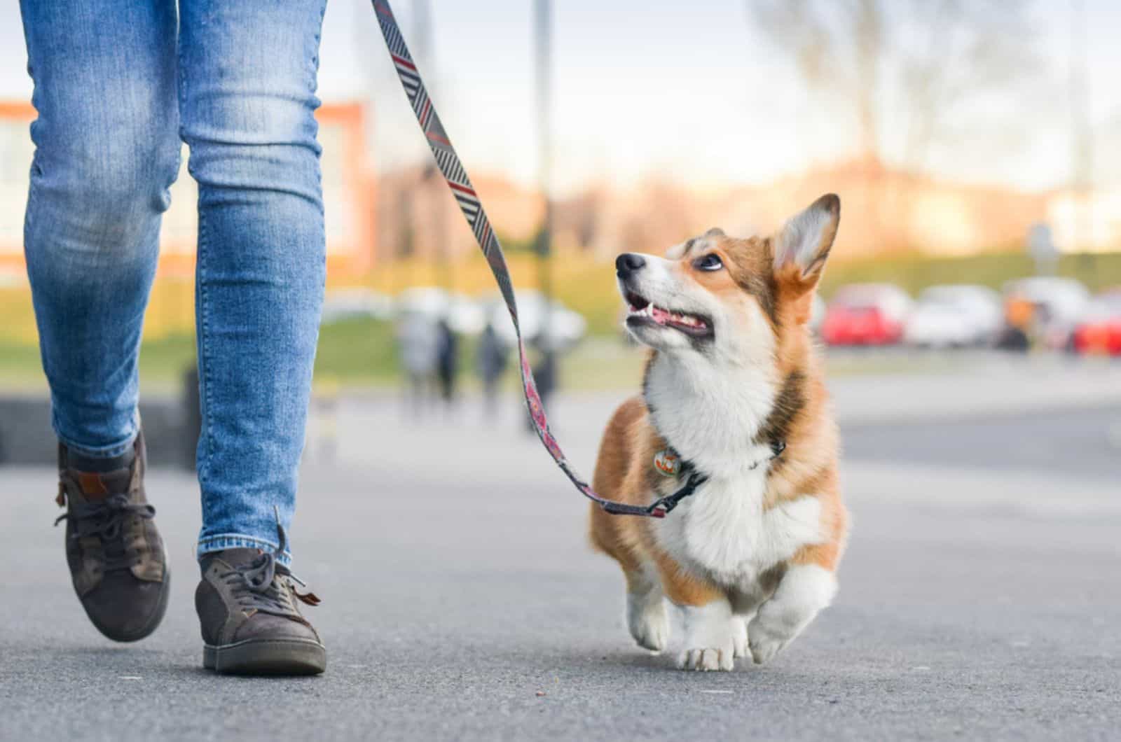 perro corgi caminando con paseador de perros