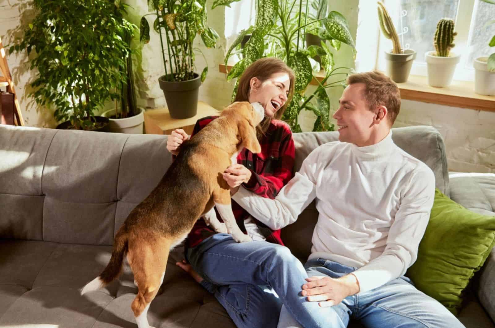 pareja jugando con su perro beagle en el sofá