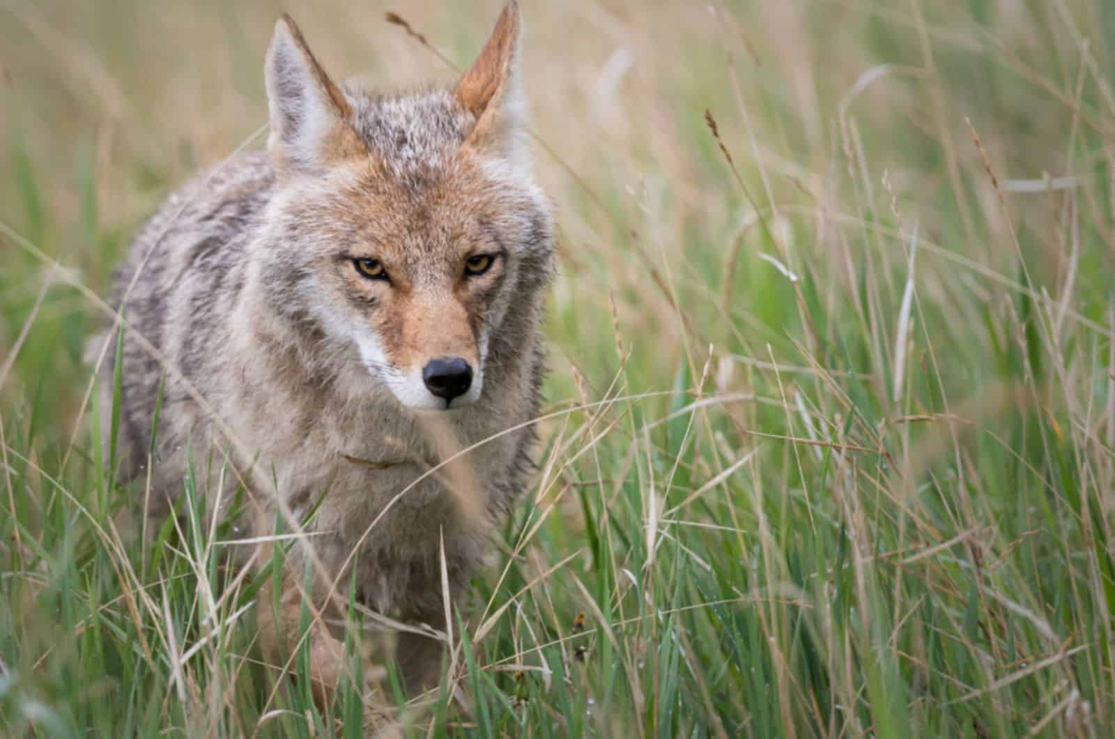 coyote en la naturaleza