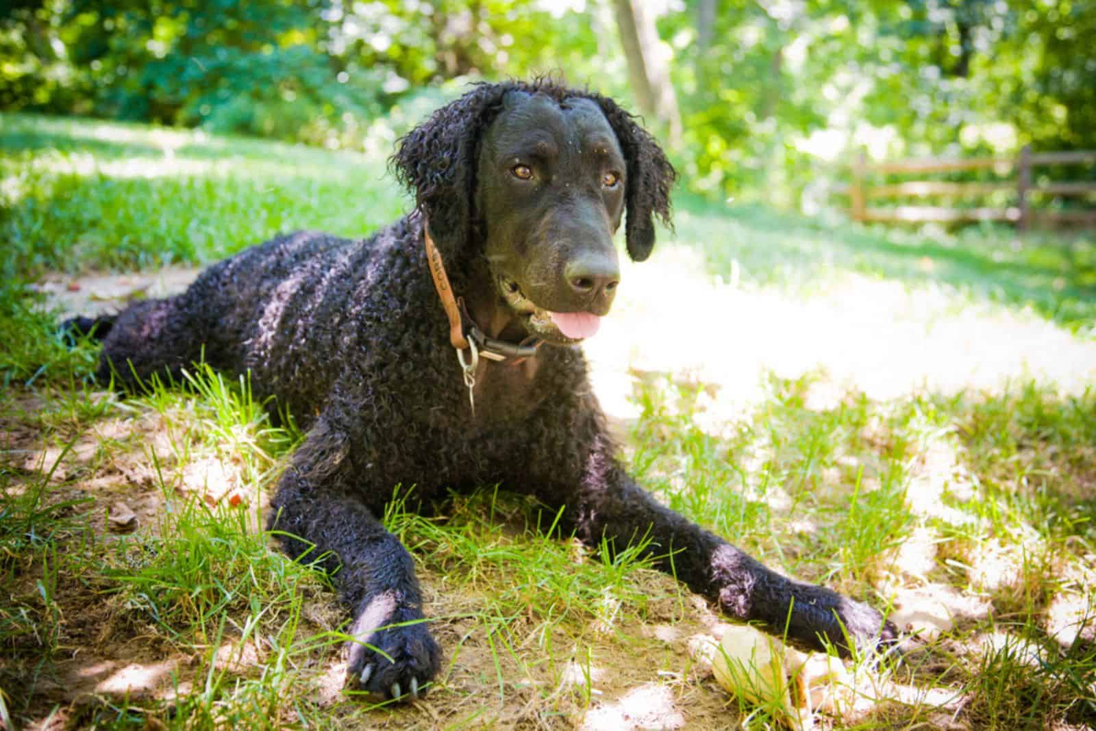 retriever de pelo rizado acostado en el césped