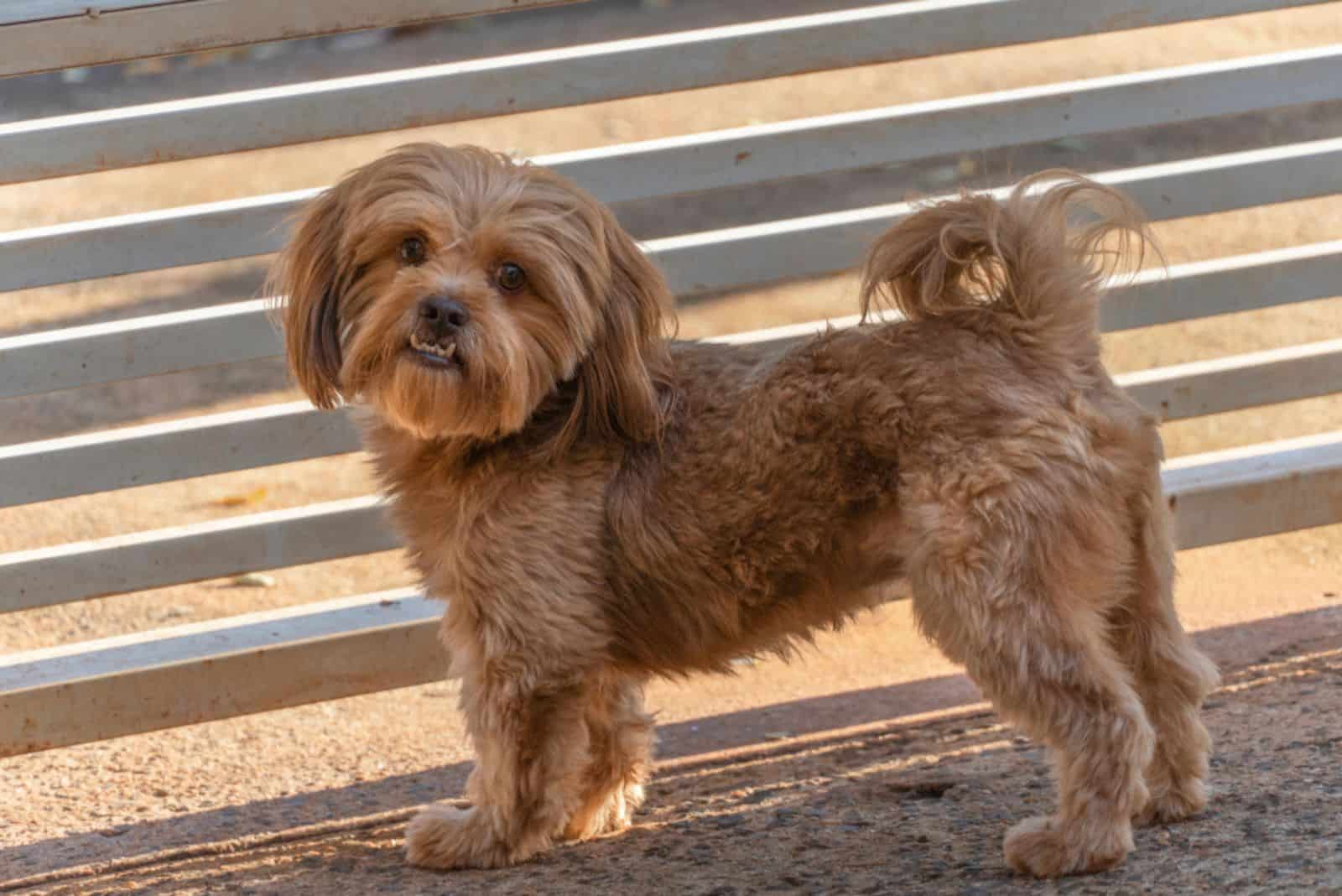 lindo Shih Poo está de pie en la arena junto a la cerca