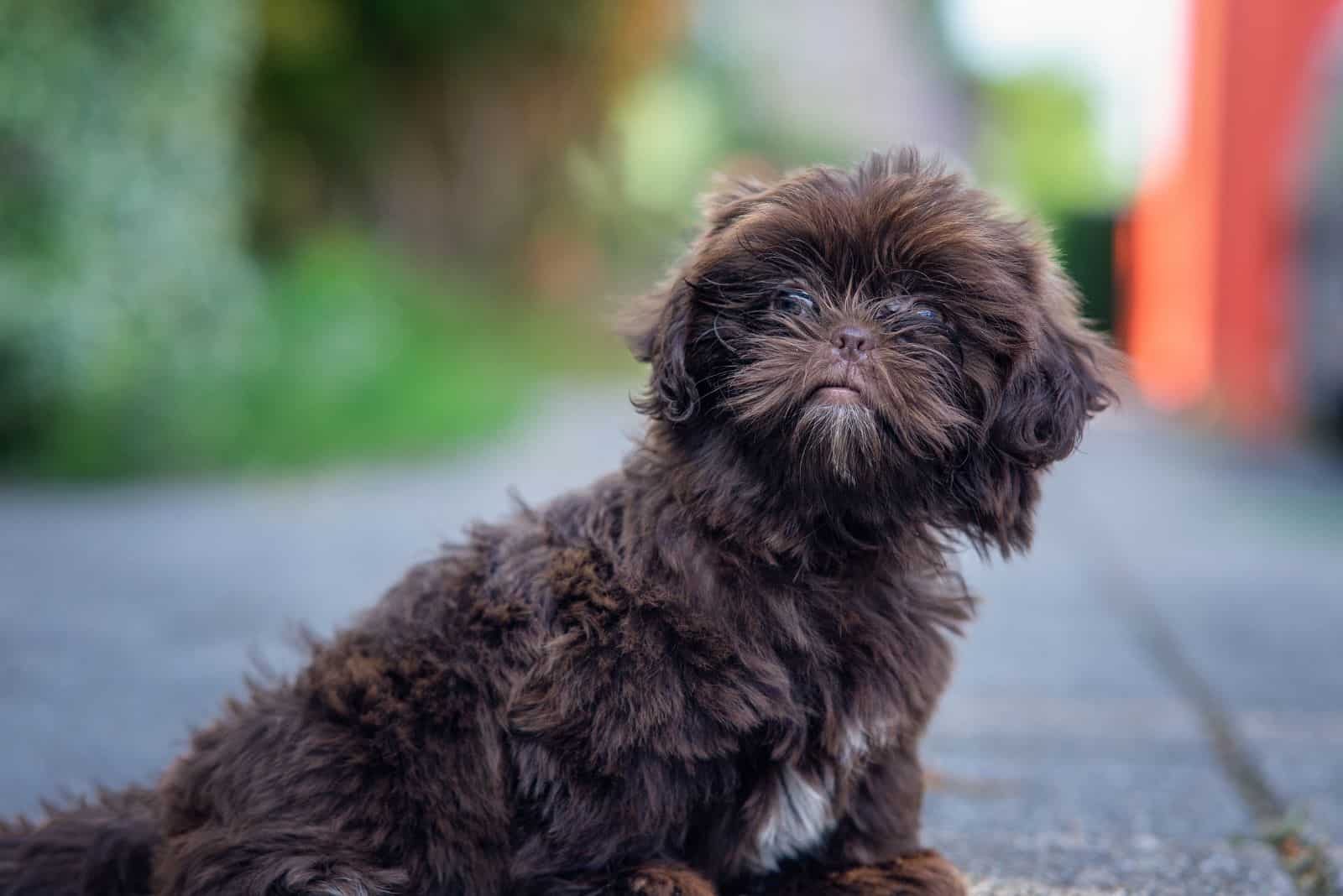 Shih Poo bonito sentado y mirando a la cámara