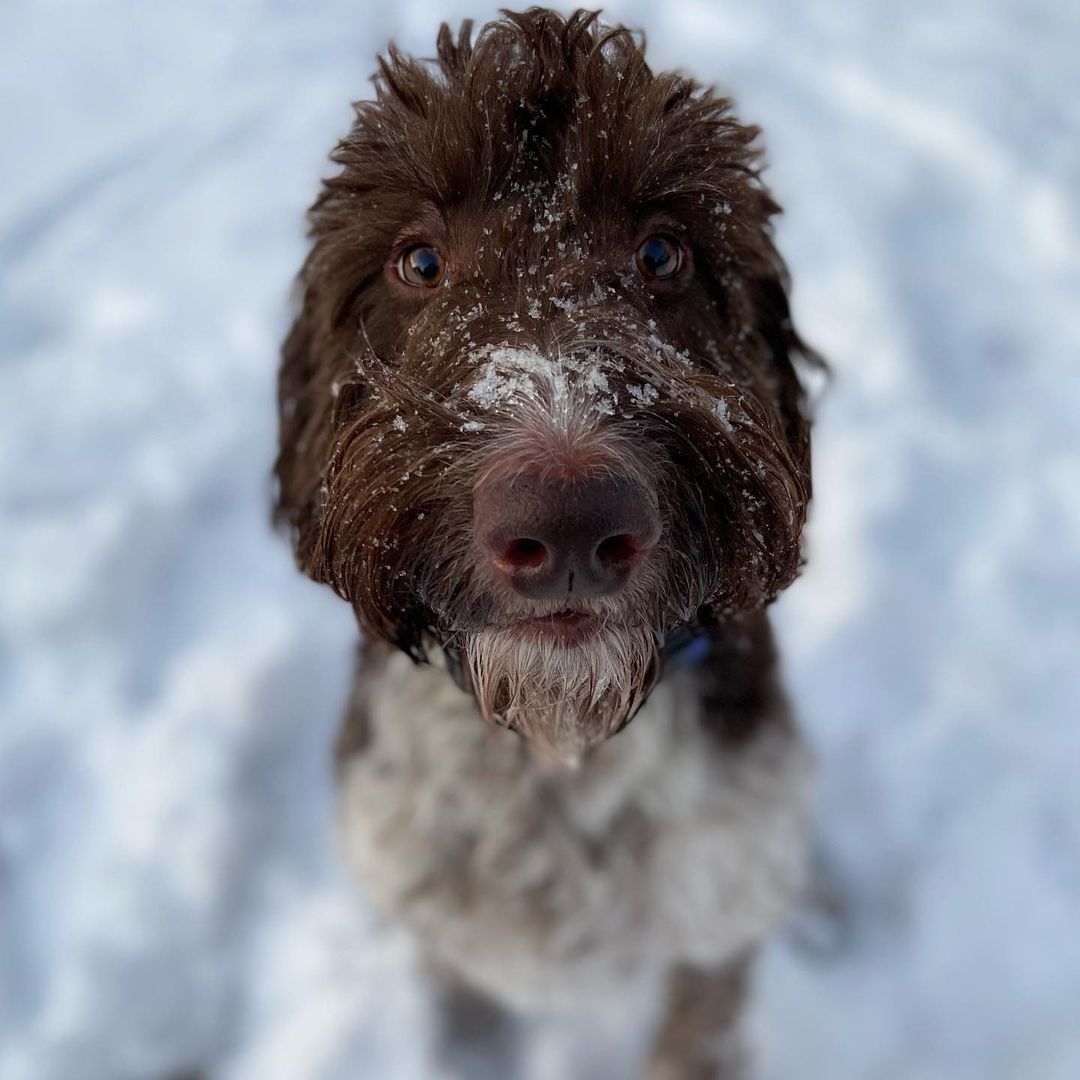 perro lindo en la nieve