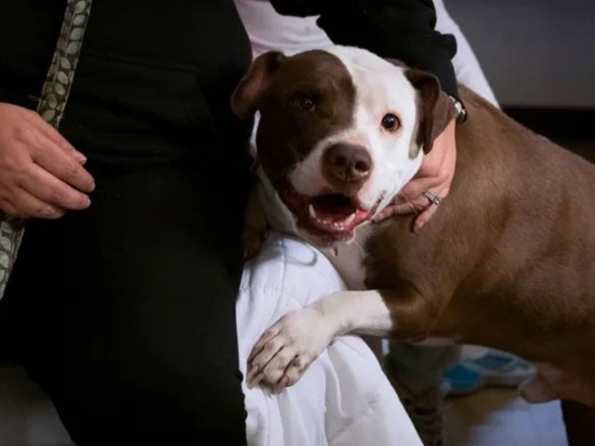 perro lindo con dueño